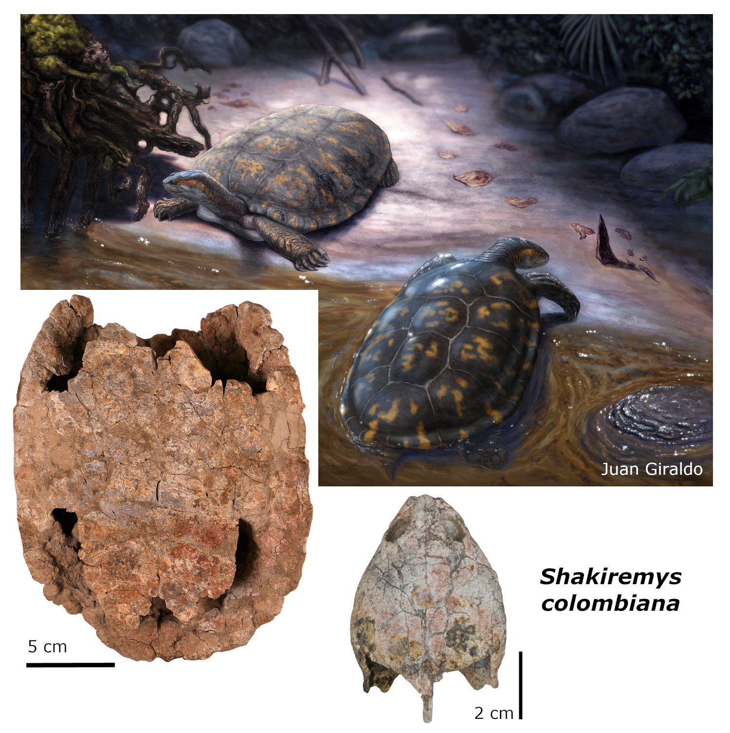 Reconstrucción paleoartística del podocnemídido Shakiremys colombiana gen. et sp. nov. y el ecosistema fluvial.Ilustración de Juan Giraldo.