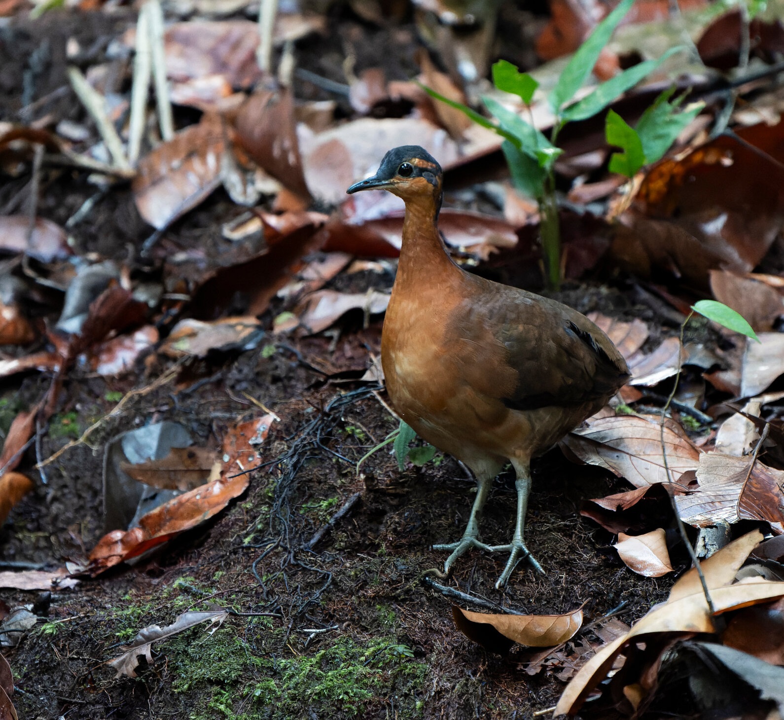 Tinamus resonans Morais, Crozariol, Godoy, Plácido & Raposo, 2025