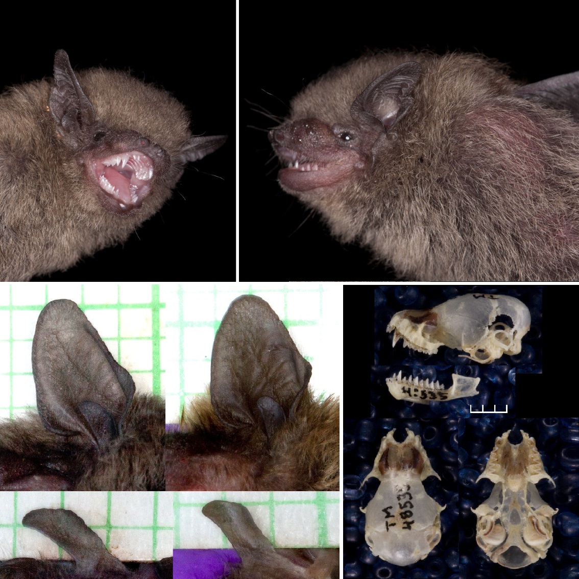 Afronycteris_rautenbachi-novataxa_2026-KEARNEY_VRIES_MARKOTTER 21 nuevas especies revelan que la Tierra aún guarda mundos desconocidos