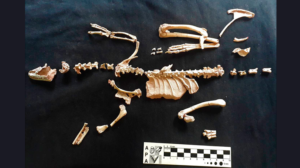 Alnashetri-5 Alnashetri cerropoliciensis, un diminuto depredador de la Patagonia que cambia la historia de los dinosaurios