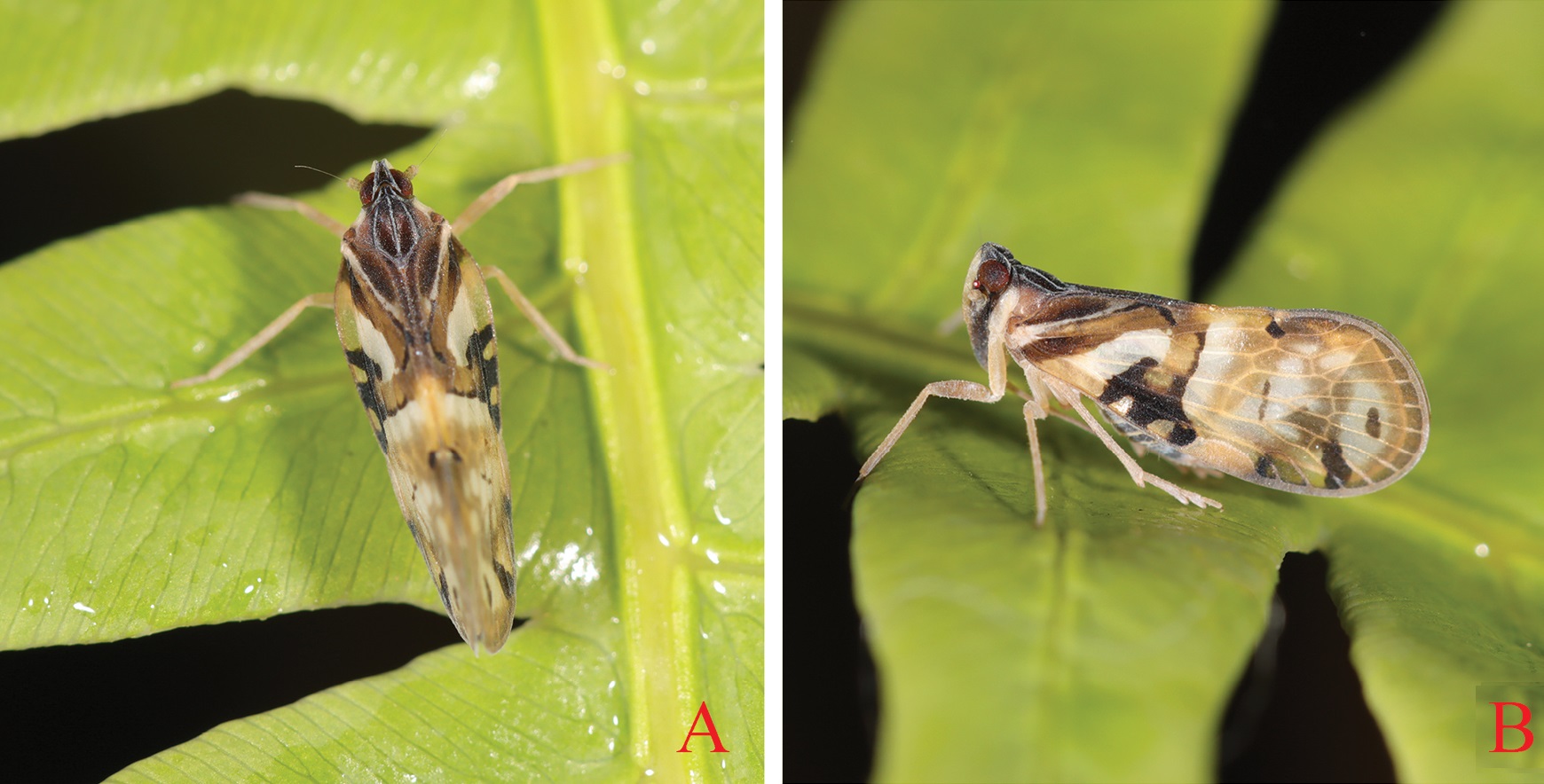 Andes_luchunensis-novataxa_2026-Lv_Zhi_Chen 21 nuevas especies revelan que la Tierra aún guarda mundos desconocidos