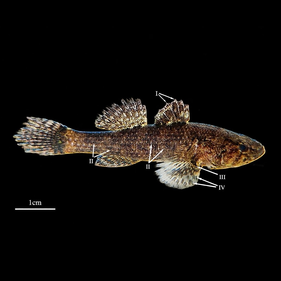 Butis_bargabhimae-novataxa_2026-MAITI_MANDAL__BHATTACHARYA 19 nuevas especies que reescriben el mapa oculto de la vida en la Tierra