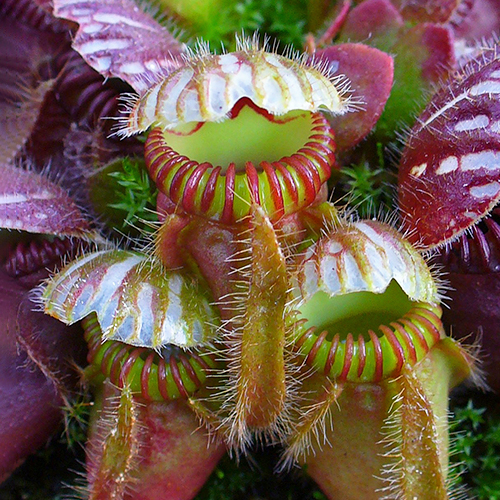 Cephalotus-follicularis Cephalotus follicularis: la pequeña planta carnívora australiana que engaña a los insectos con su belleza