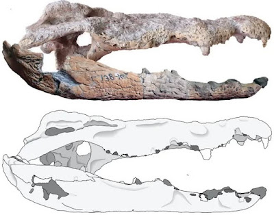 Crocodylus_lucivenator-novataxa_2026-Brochu_Drumheller_ El depredador de Lucy: el cocodrilo que acechaba a los primeros humanos en África