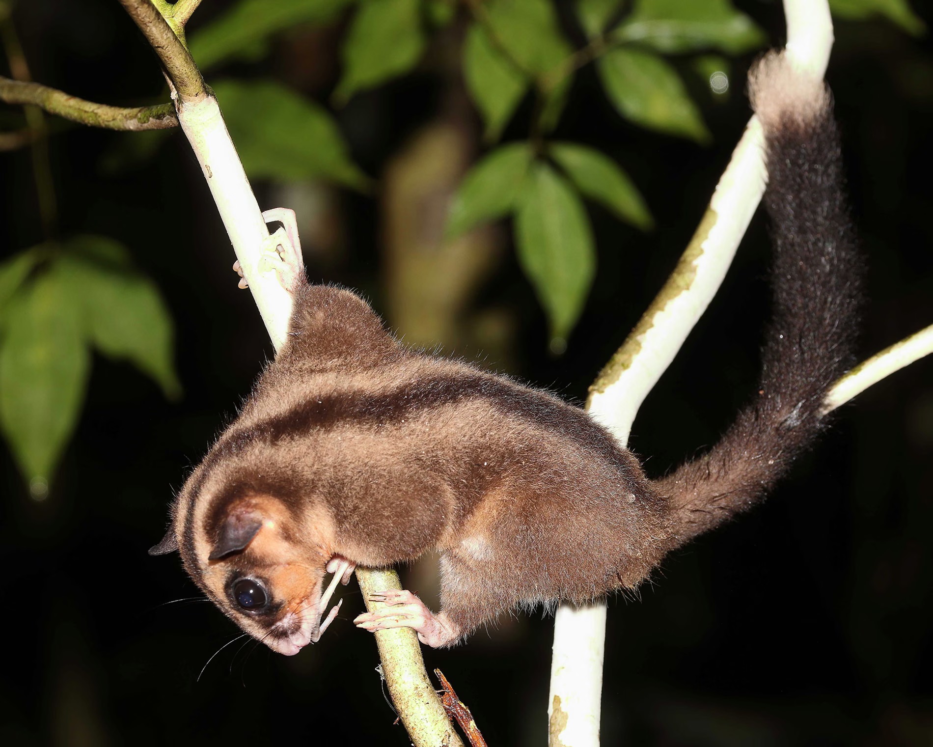 Dactylonax_kambuayai-2026_Flannery_Aplin_-1 21 nuevas especies revelan que la Tierra aún guarda mundos desconocidos