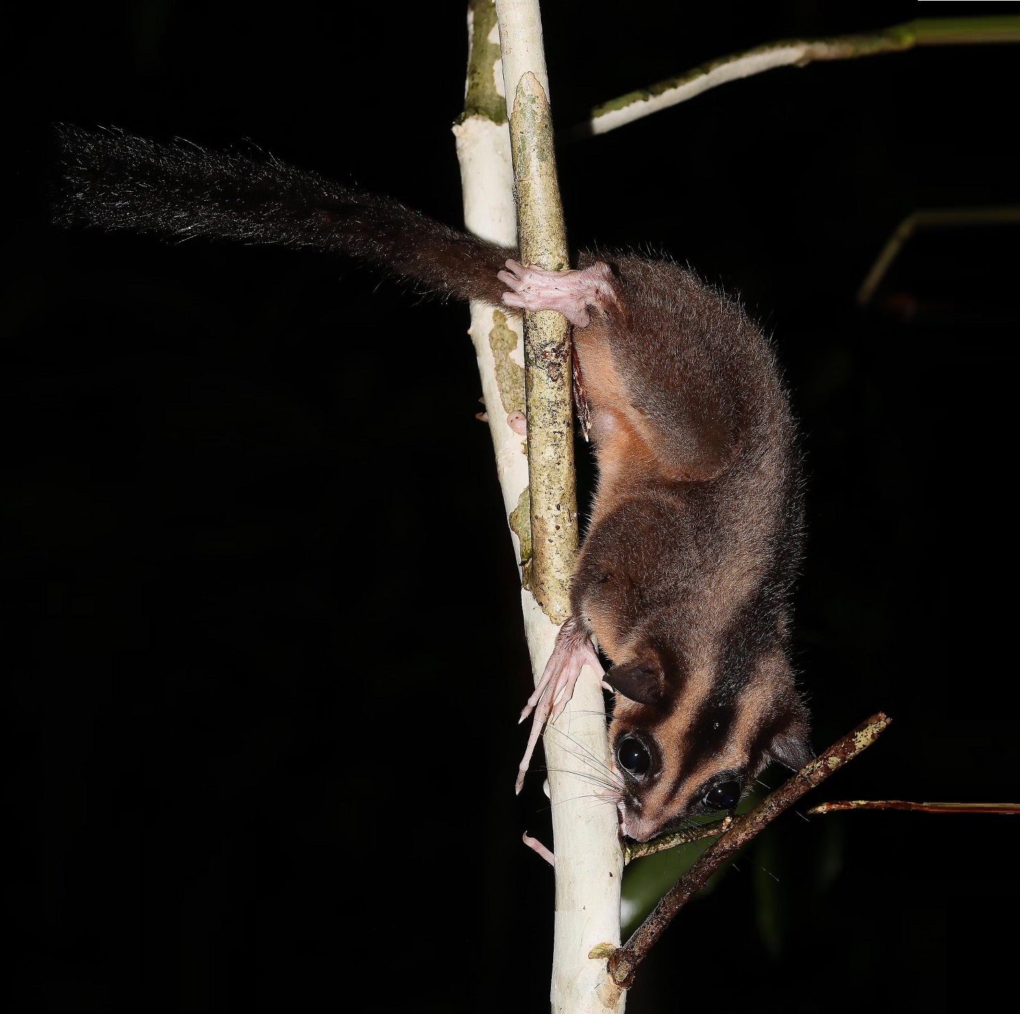 Dactylonax_kambuayai-2026_Flannery_Aplin_-2 Cuando una especie fósil de hace 6.000 años vuelve a la vida: el redescubrimiento de la zarigüeya pigmea de dedos largos