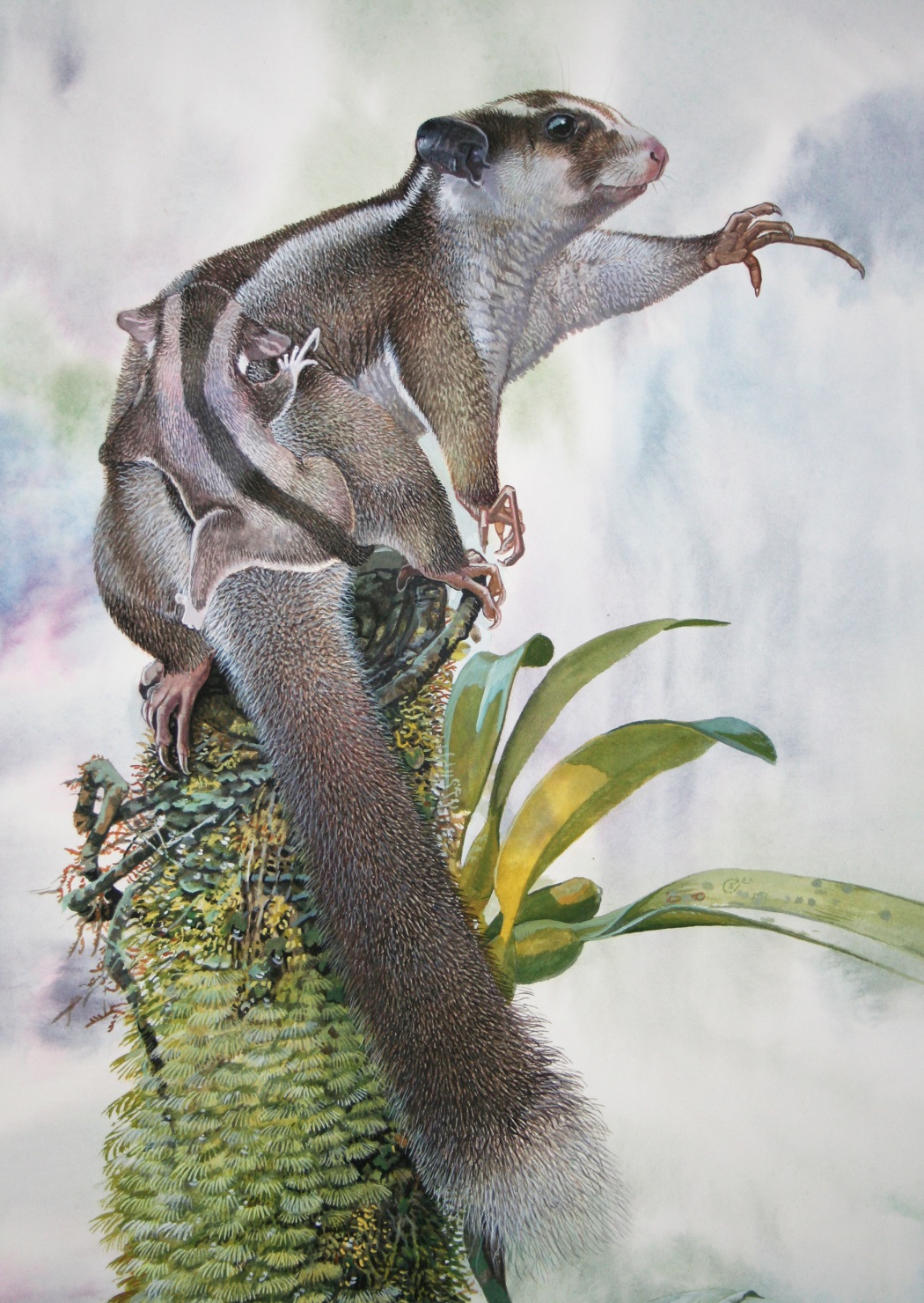 Dactylonax_kambuayai-2026_Flannery_Aplin_ Cuando una especie fósil de hace 6.000 años vuelve a la vida: el redescubrimiento de la zarigüeya pigmea de dedos largos