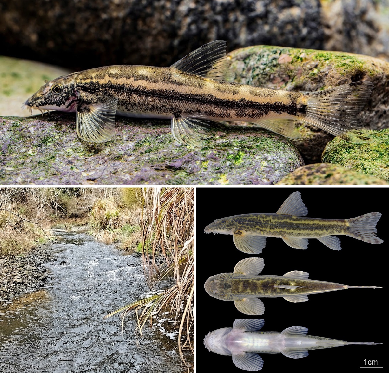 Formosania_tangi-novataxa_2026-Chen_Zhou_ 19 nuevas especies que reescriben el mapa oculto de la vida en la Tierra
