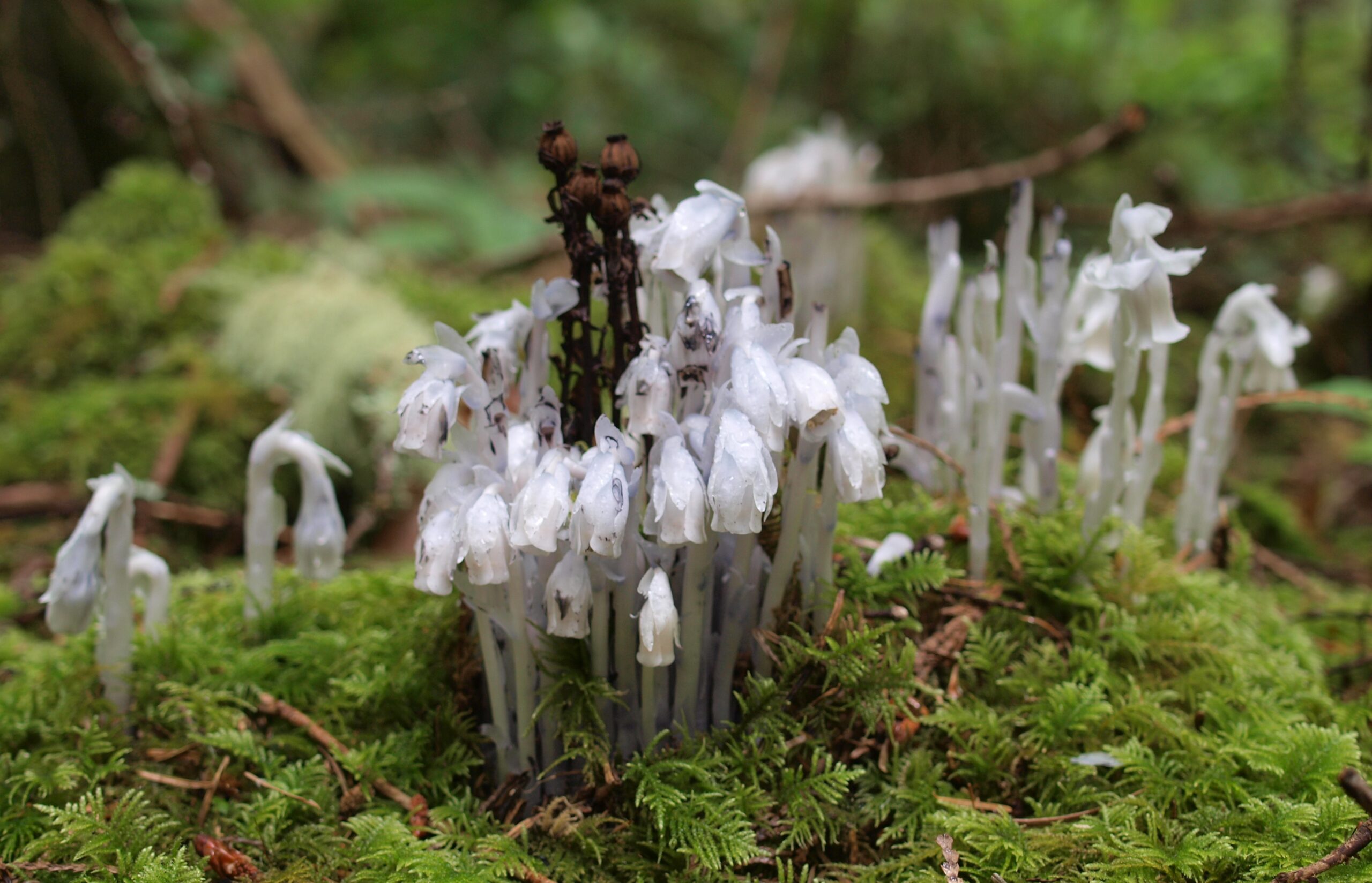 Ghost_Plant_Monotropa_uniflora_7641780272-scaled La vida en la penumbra: plantas que evolucionaron para vivir sin el Sol