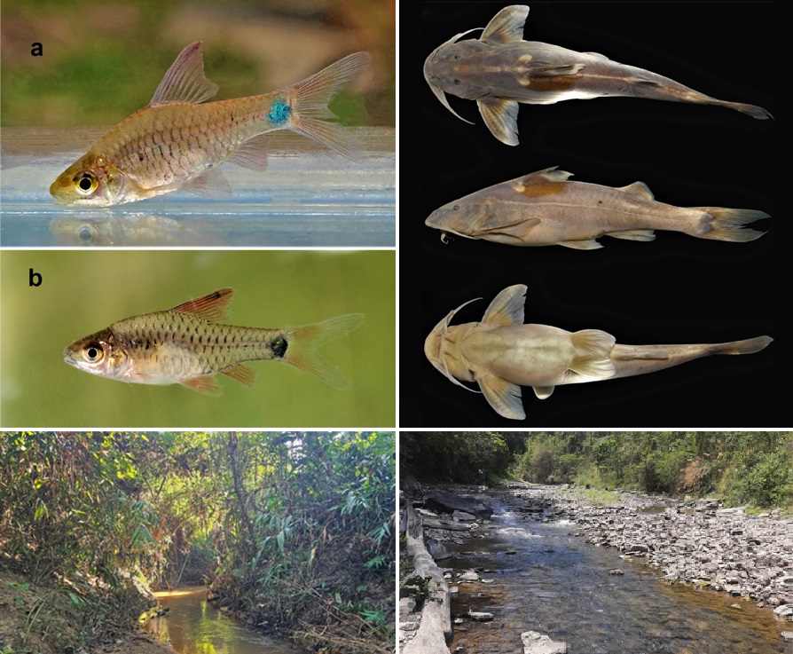 Glyptothorax_sentimereni_Oreichthys_elianae-novataxa_2026-PRAVEENRAJ_VIJAYAKRISHNAN 21 nuevas especies revelan que la Tierra aún guarda mundos desconocidos