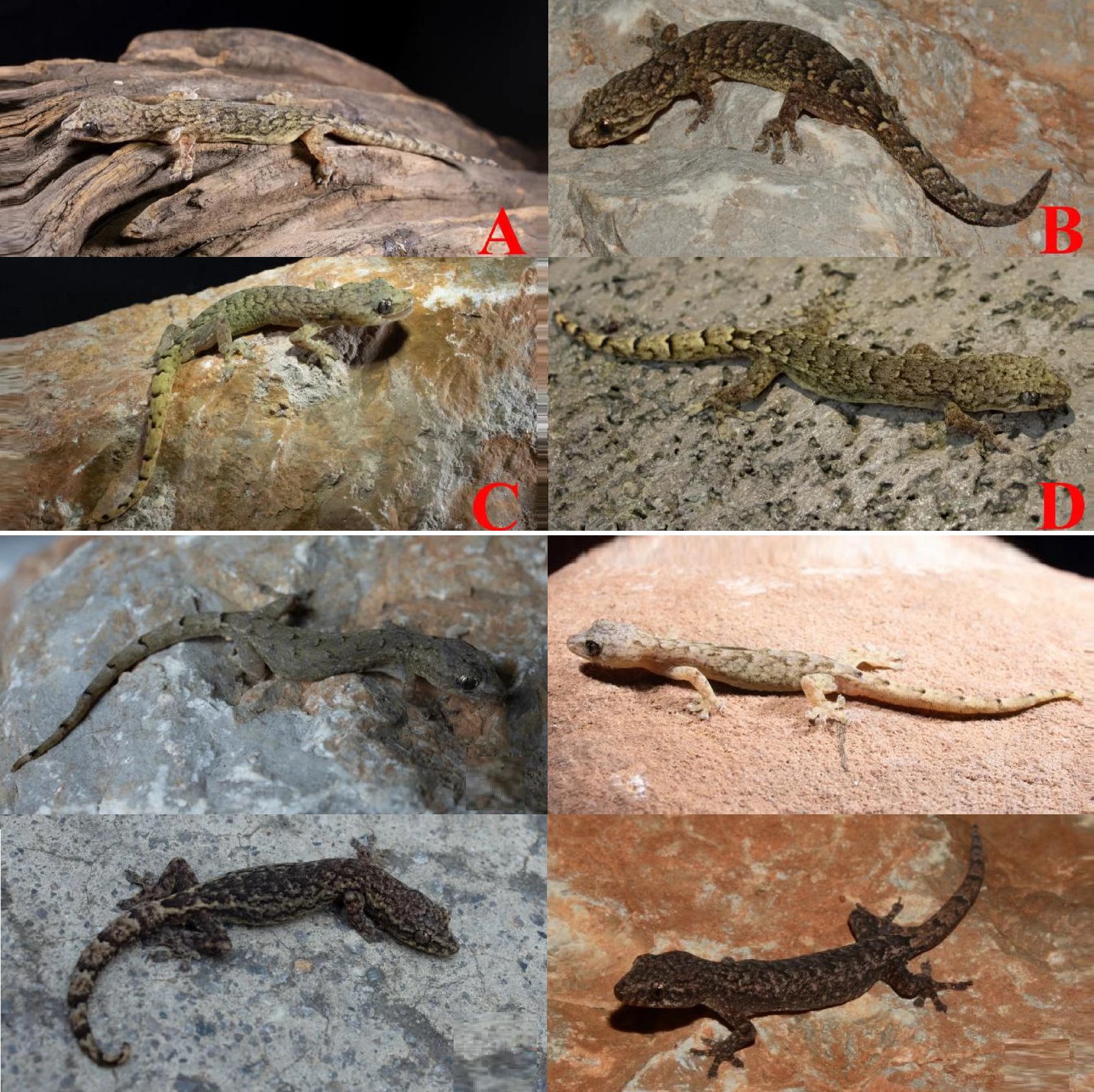 Hemiphyllodactylus_dayaoensis_H_maguanensis_H_yuanyangensis-novataxa_2026-Zhou_Wang__Rao 19 nuevas especies que reescriben el mapa oculto de la vida en la Tierra