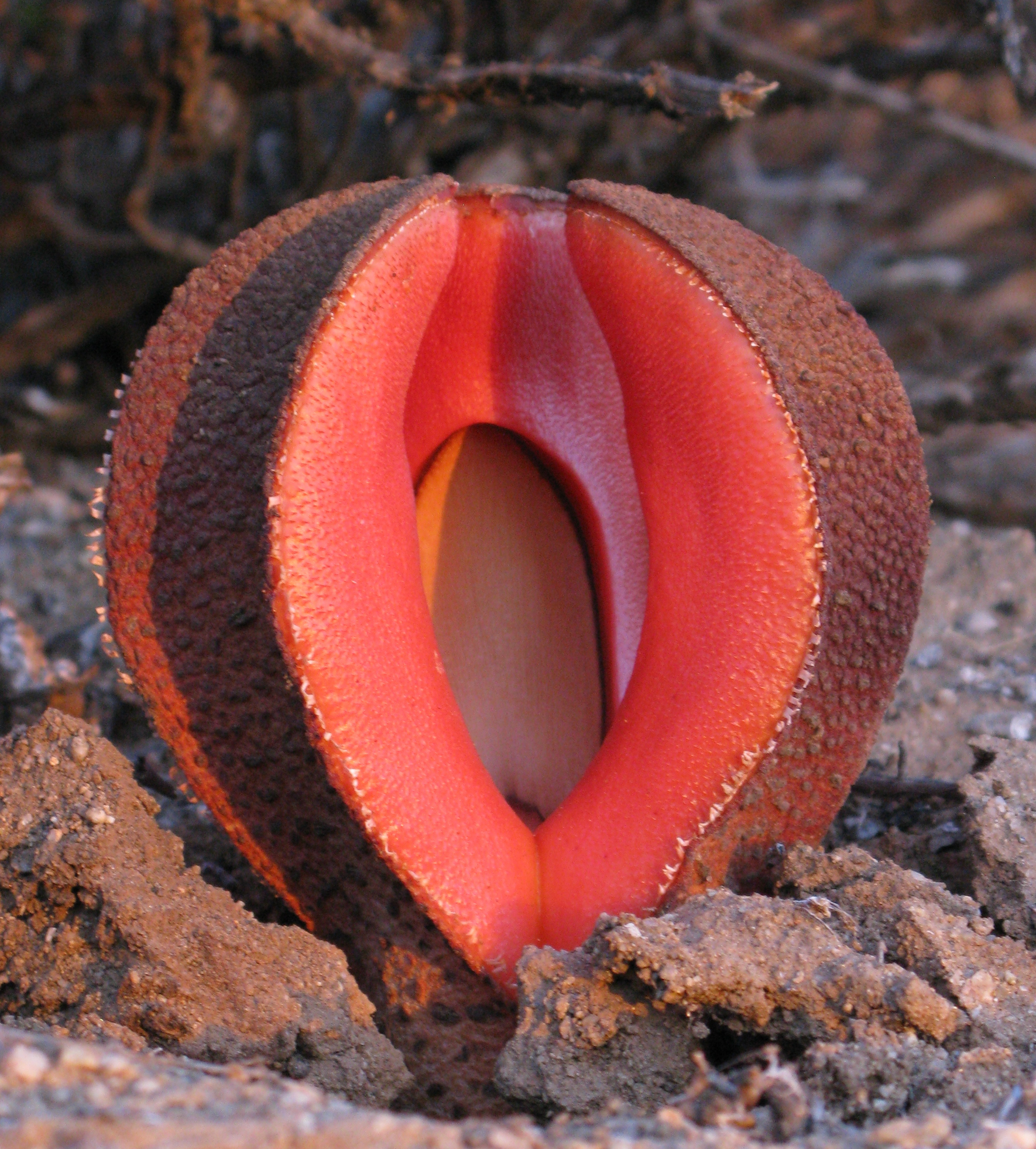 Hydnora_visseri_Namibia La vida en la penumbra: plantas que evolucionaron para vivir sin el Sol