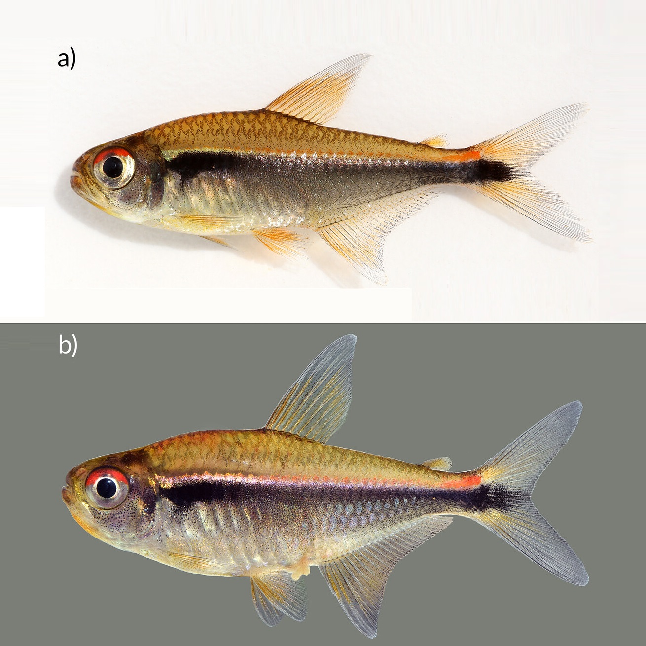Hyphessobrycon_pastanai-novataxa_2026-Faria_Ohara__Oliveira 21 nuevas especies revelan que la Tierra aún guarda mundos desconocidos