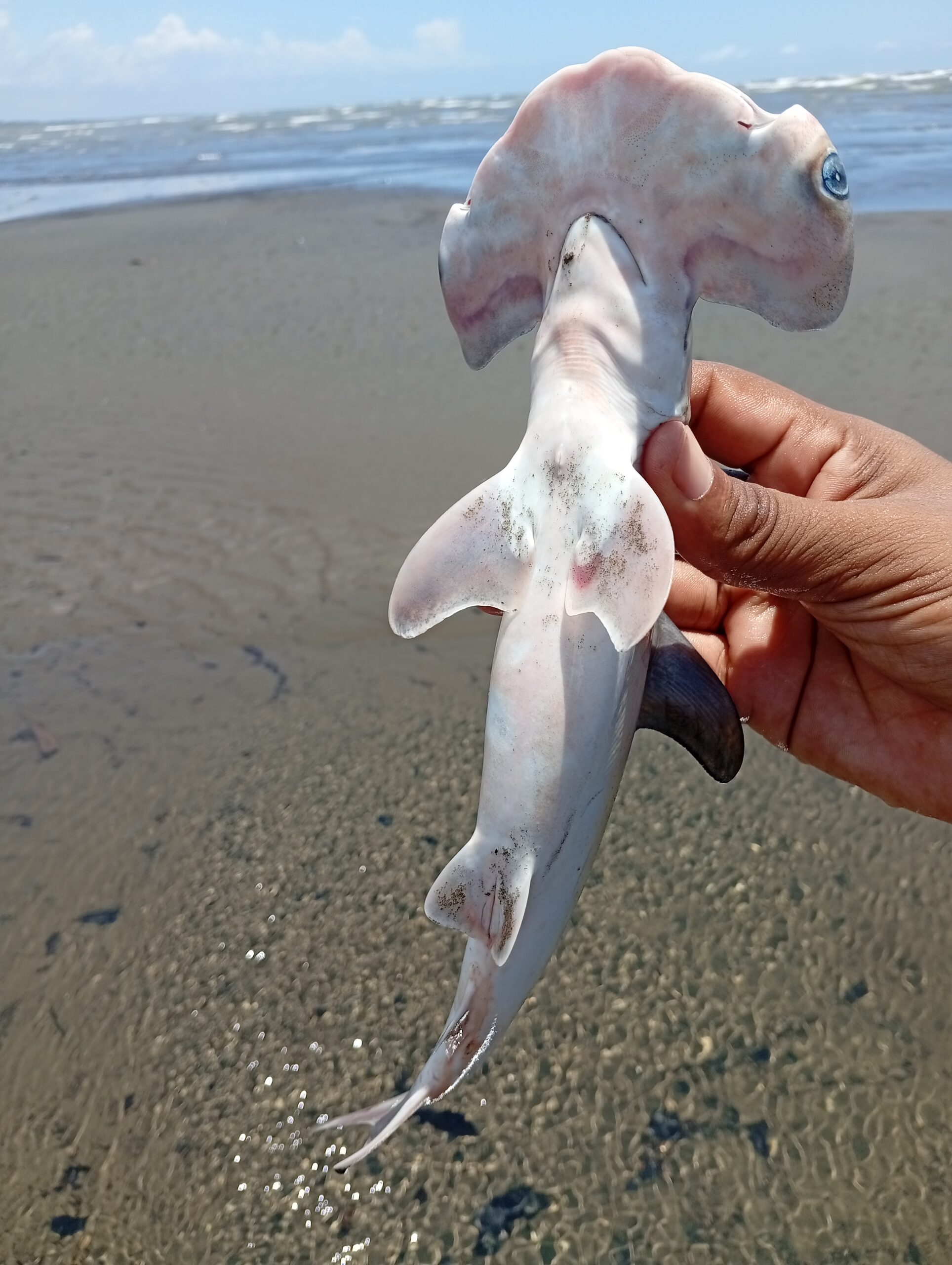 IMG_20260321_125720-scaled El guardián que no llegó a crecer: la historia de un tiburón martillo en el Pacífico colombiano