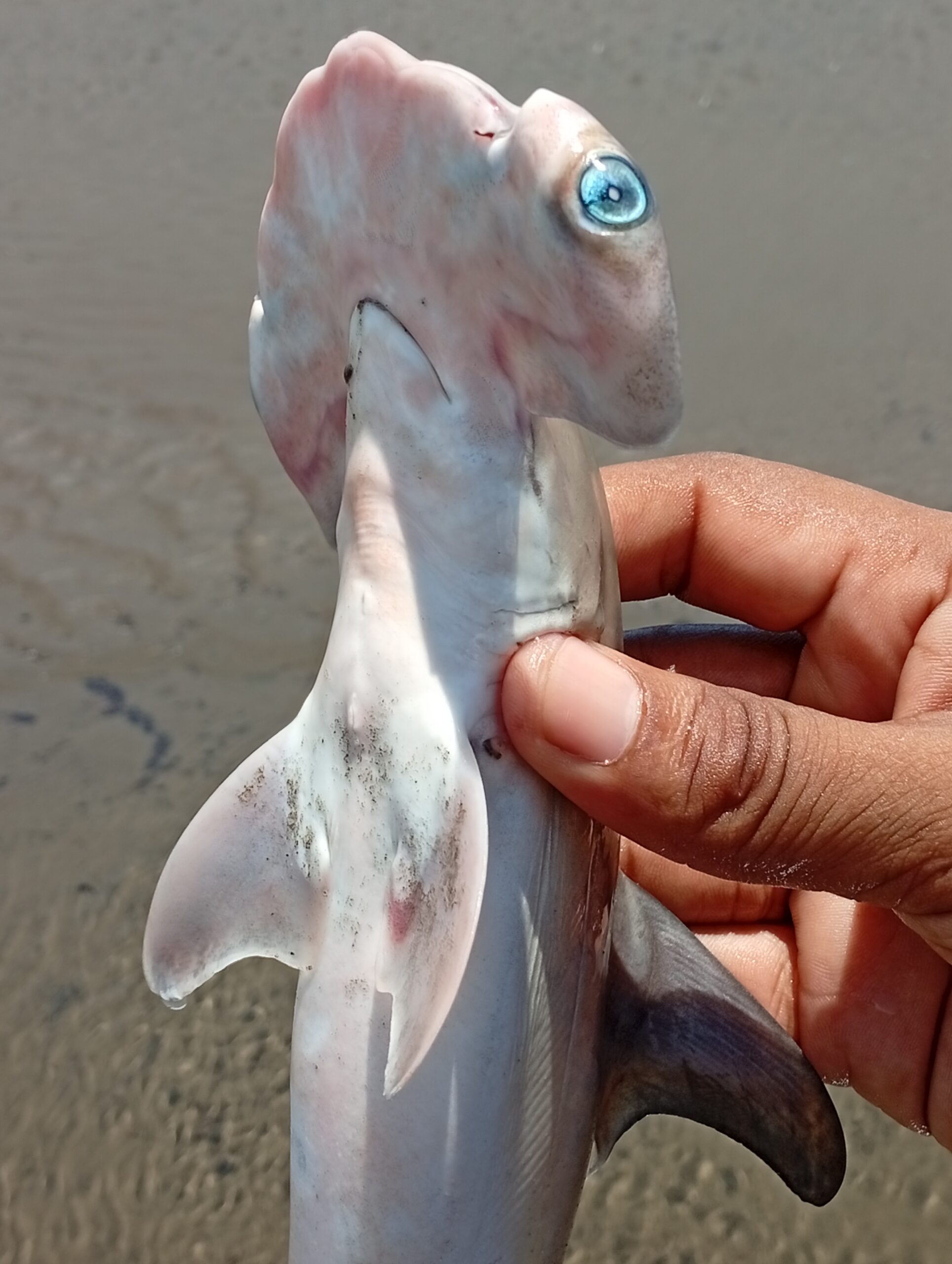 IMG_20260321_125727-scaled El guardián que no llegó a crecer: la historia de un tiburón martillo en el Pacífico colombiano