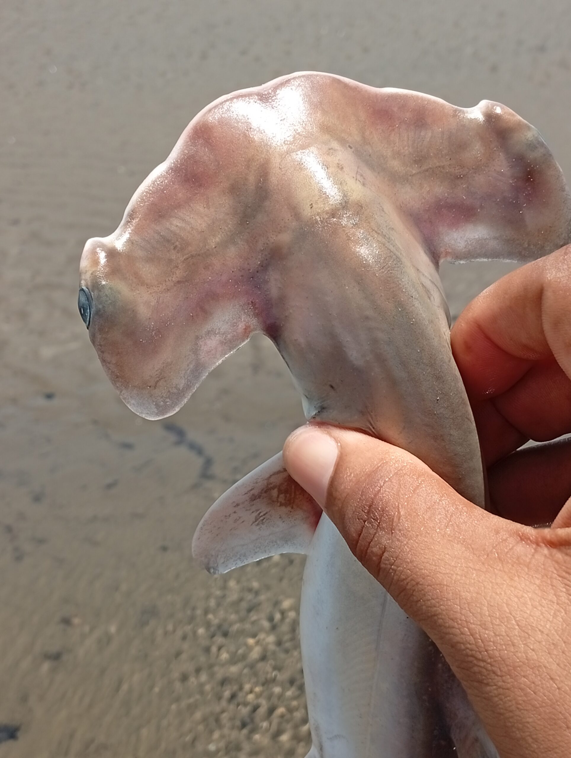 IMG_20260321_125731-scaled El guardián que no llegó a crecer: la historia de un tiburón martillo en el Pacífico colombiano