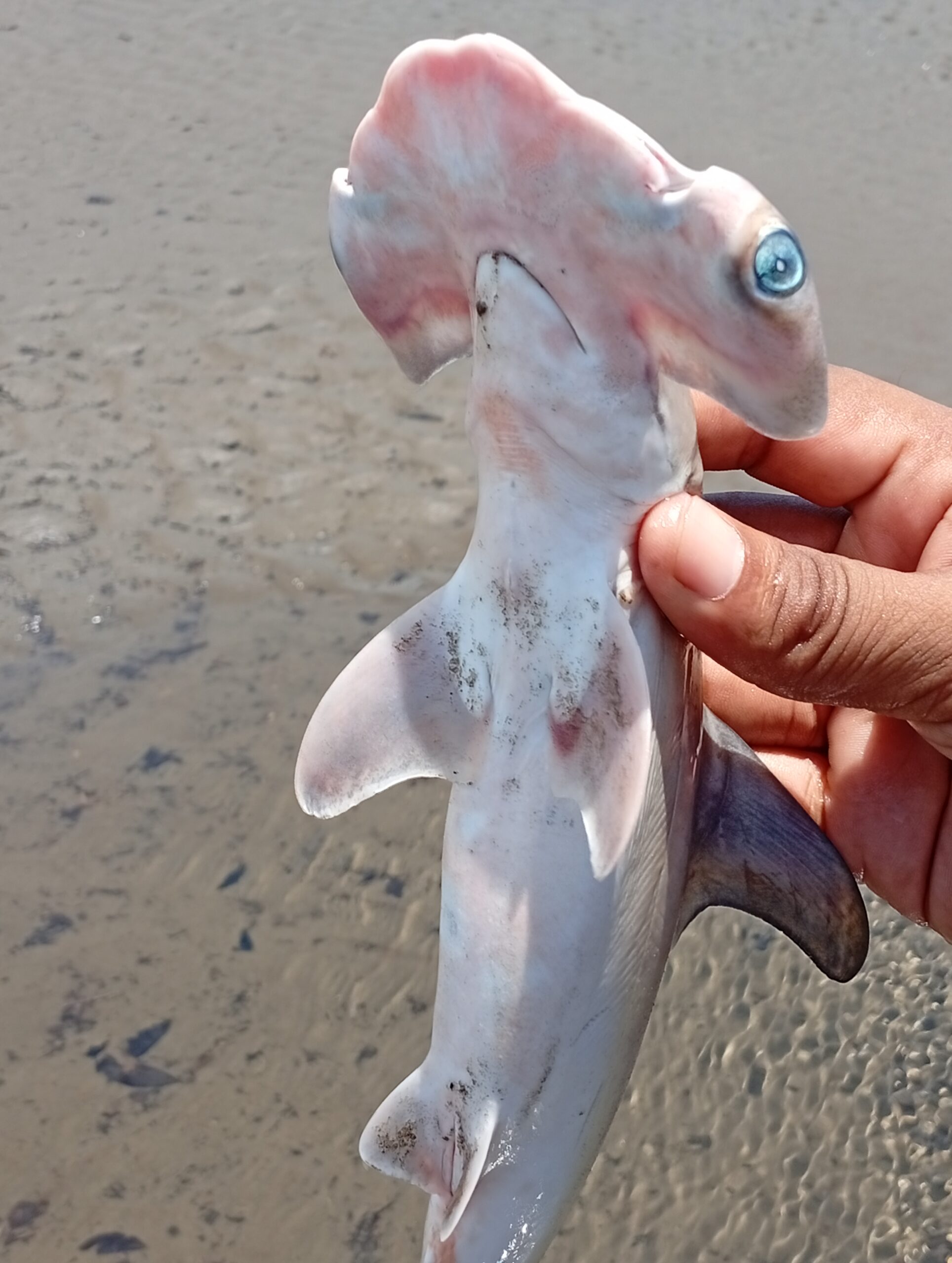 IMG_20260321_125736-scaled El guardián que no llegó a crecer: la historia de un tiburón martillo en el Pacífico colombiano