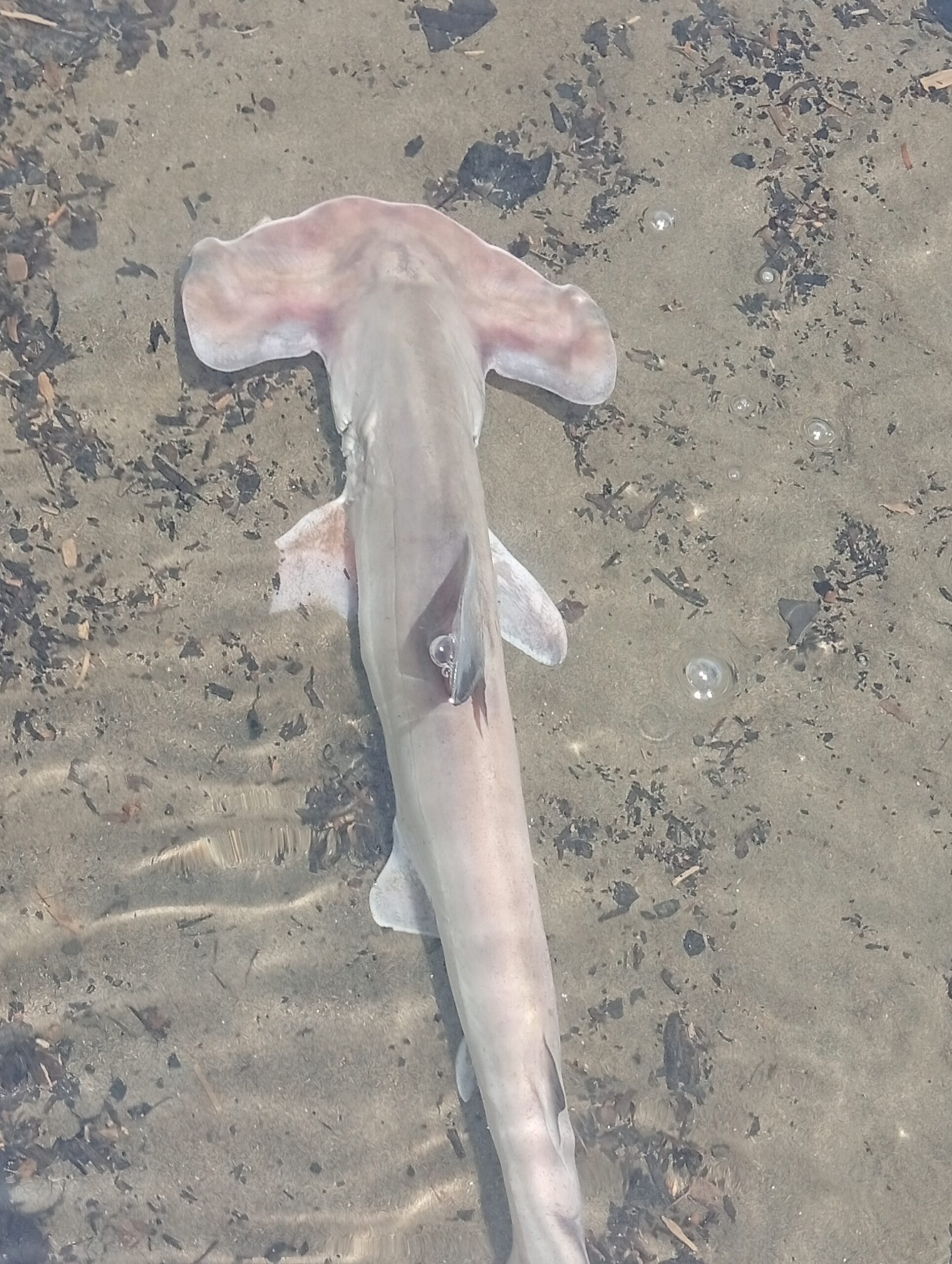 IMG_20260321_125748-scaled El guardián que no llegó a crecer: la historia de un tiburón martillo en el Pacífico colombiano