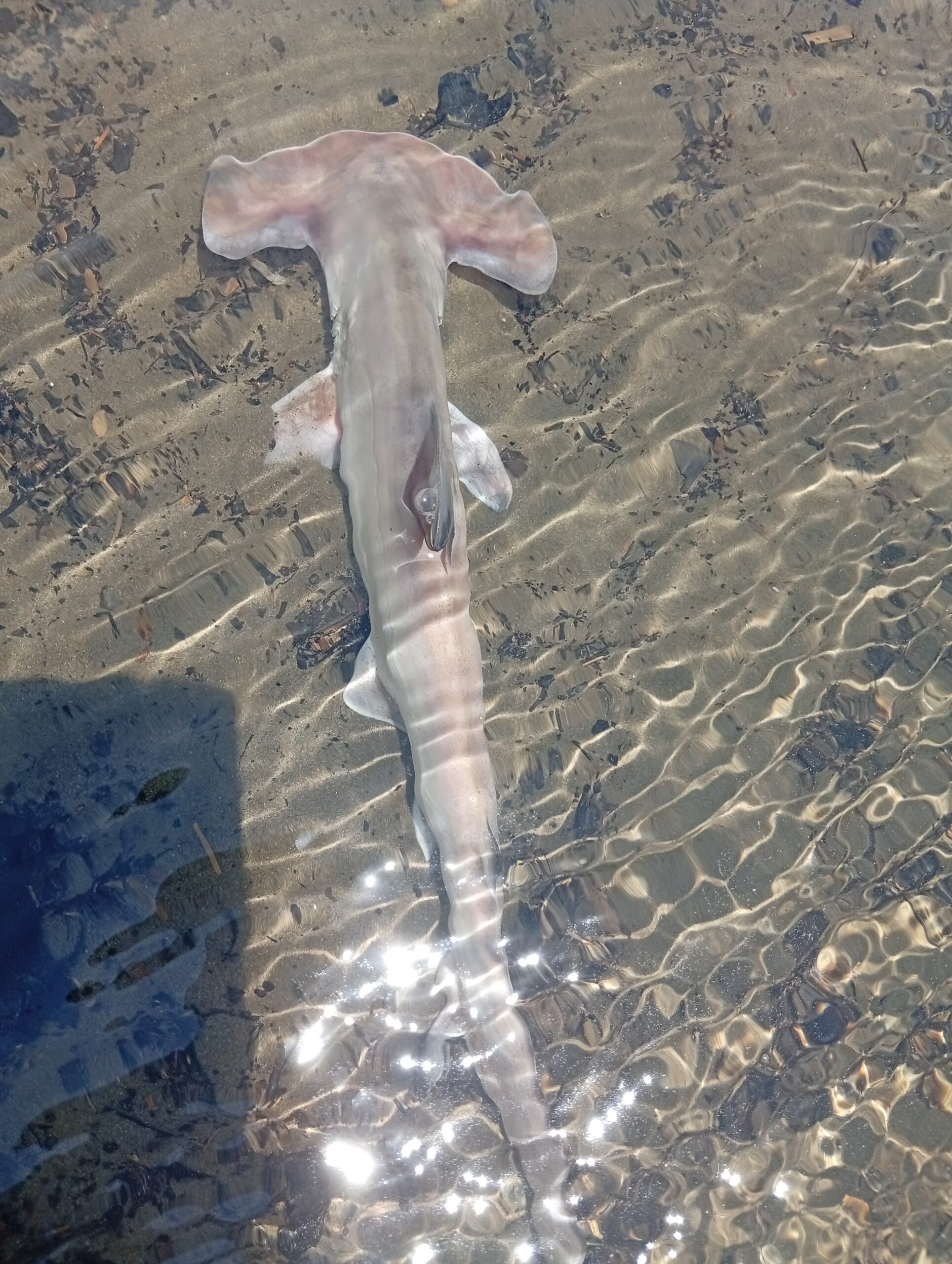 IMG_20260321_125754-scaled El guardián que no llegó a crecer: la historia de un tiburón martillo en el Pacífico colombiano