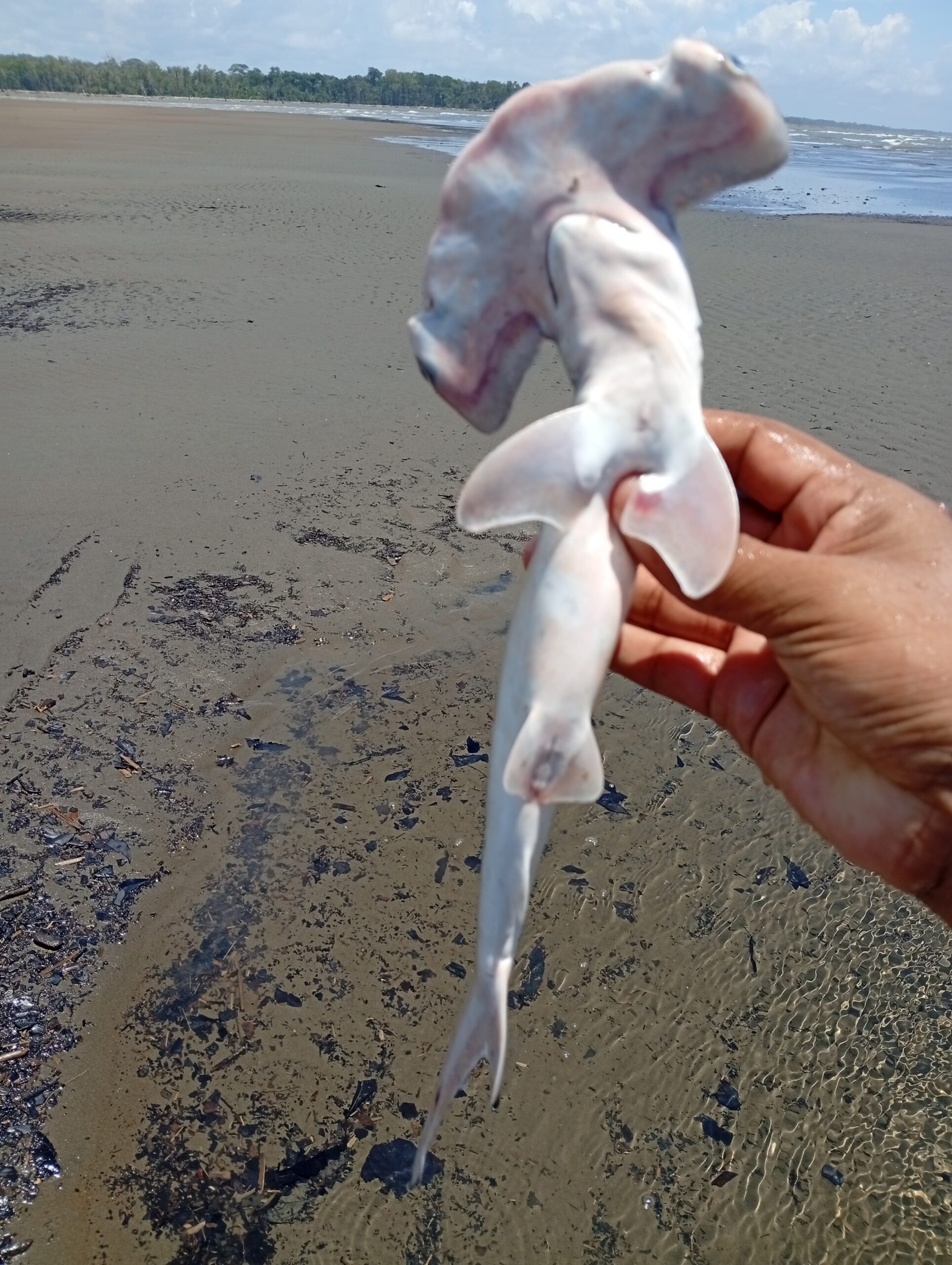 IMG_20260321_125805-scaled El guardián que no llegó a crecer: la historia de un tiburón martillo en el Pacífico colombiano