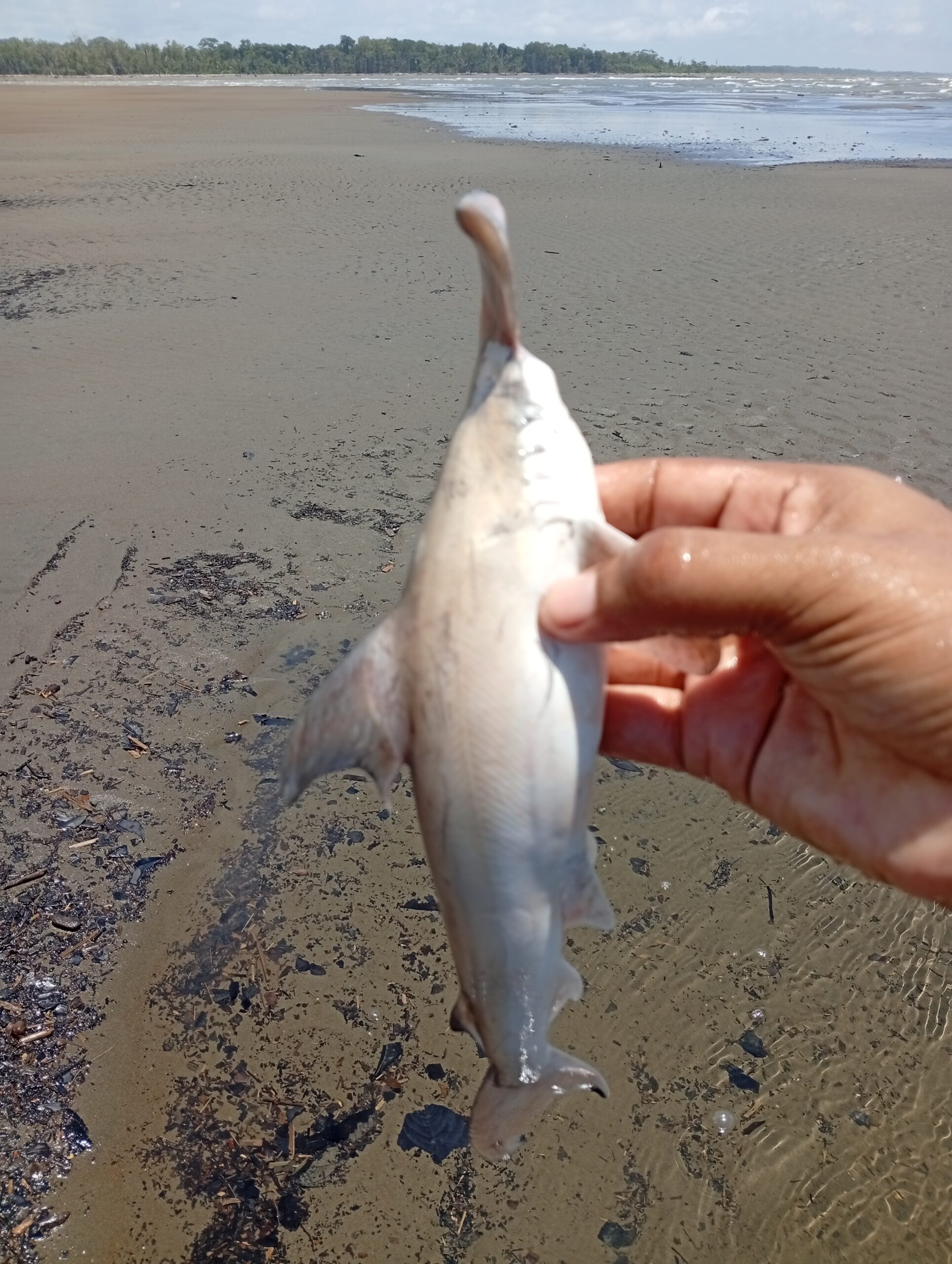 IMG_20260321_125812-scaled El guardián que no llegó a crecer: la historia de un tiburón martillo en el Pacífico colombiano