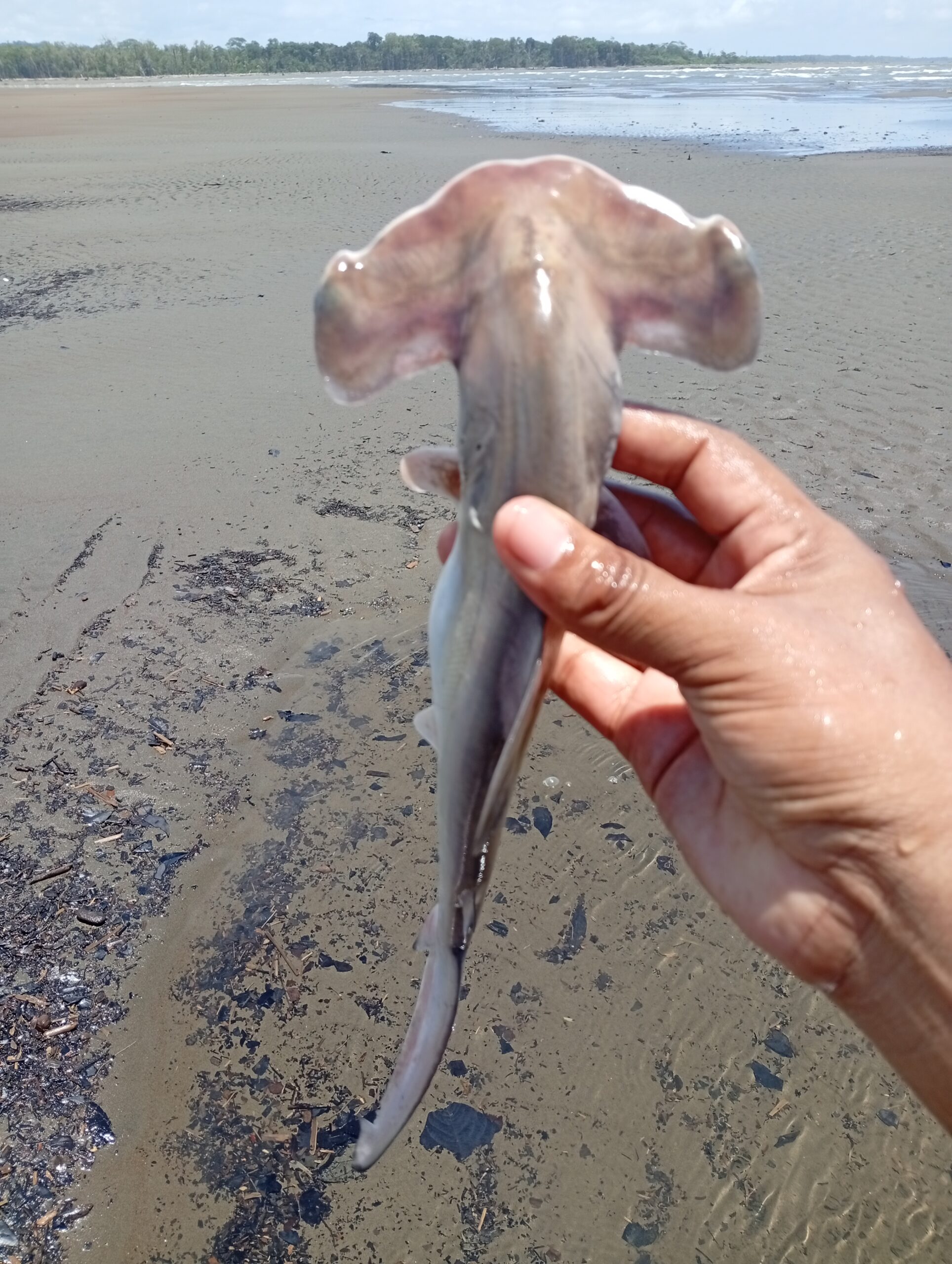 IMG_20260321_125817-scaled El guardián que no llegó a crecer: la historia de un tiburón martillo en el Pacífico colombiano