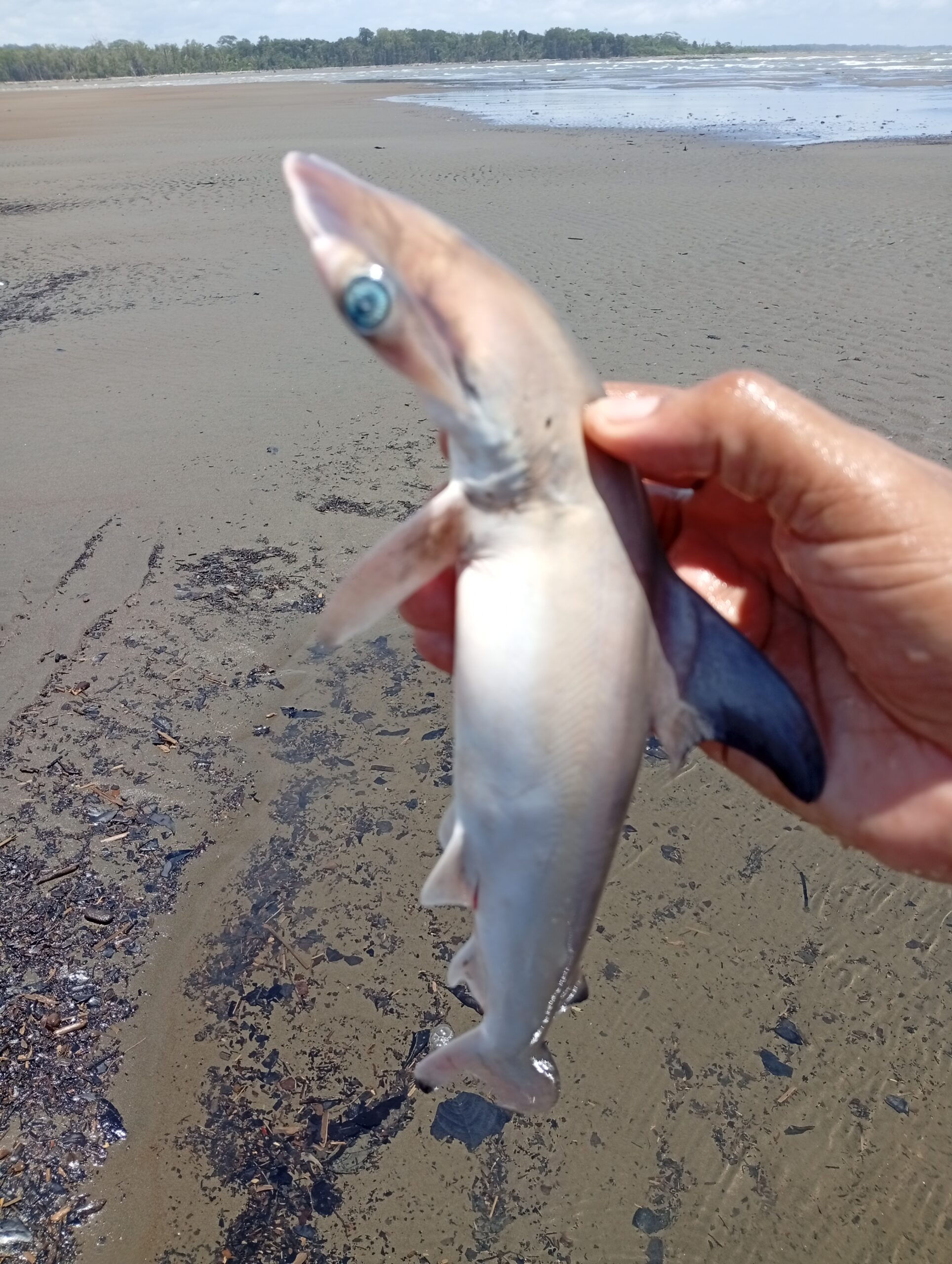 IMG_20260321_125820-1-scaled El guardián que no llegó a crecer: la historia de un tiburón martillo en el Pacífico colombiano