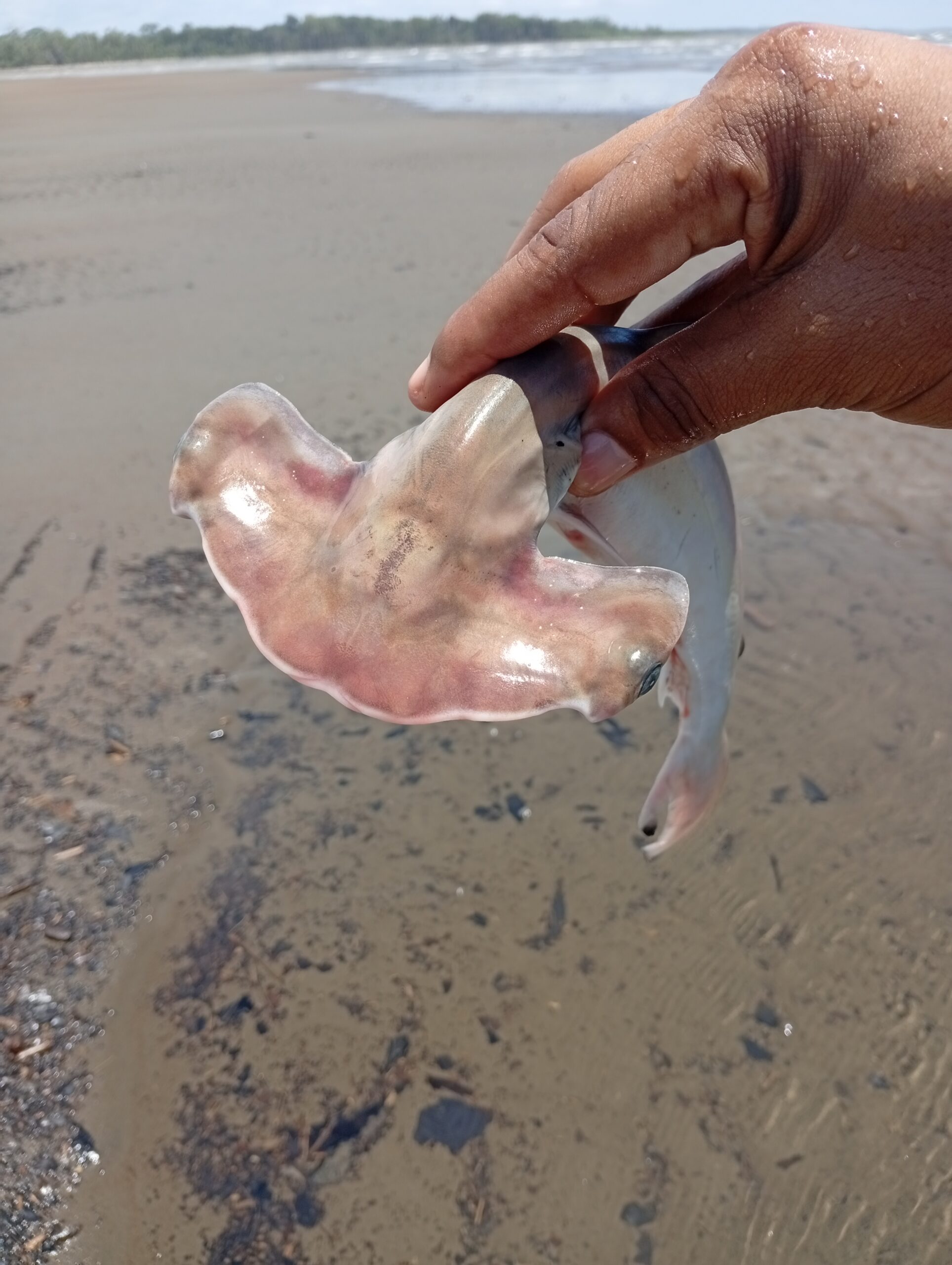 IMG_20260321_125825-scaled El guardián que no llegó a crecer: la historia de un tiburón martillo en el Pacífico colombiano
