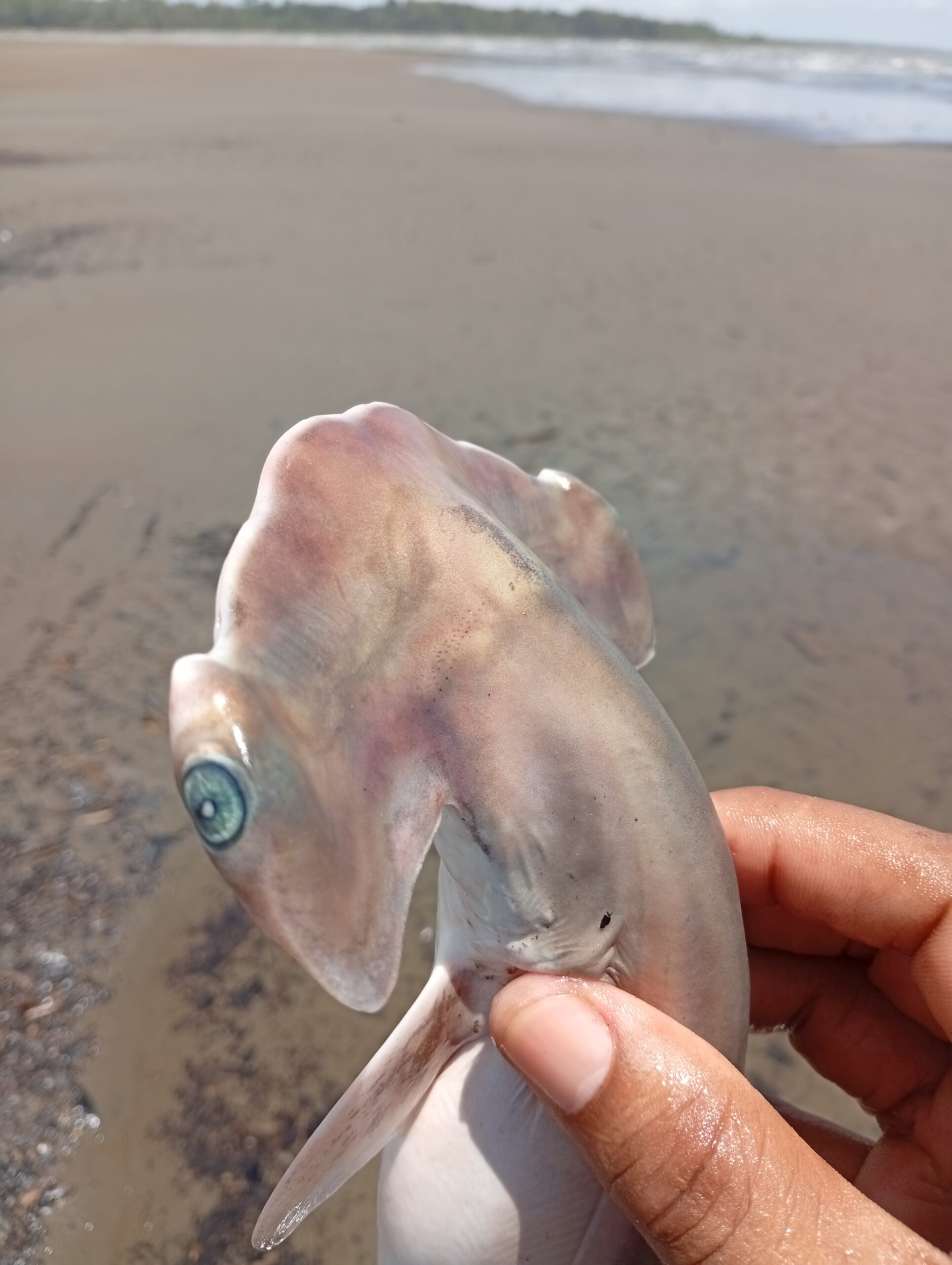IMG_20260321_125832-scaled El guardián que no llegó a crecer: la historia de un tiburón martillo en el Pacífico colombiano
