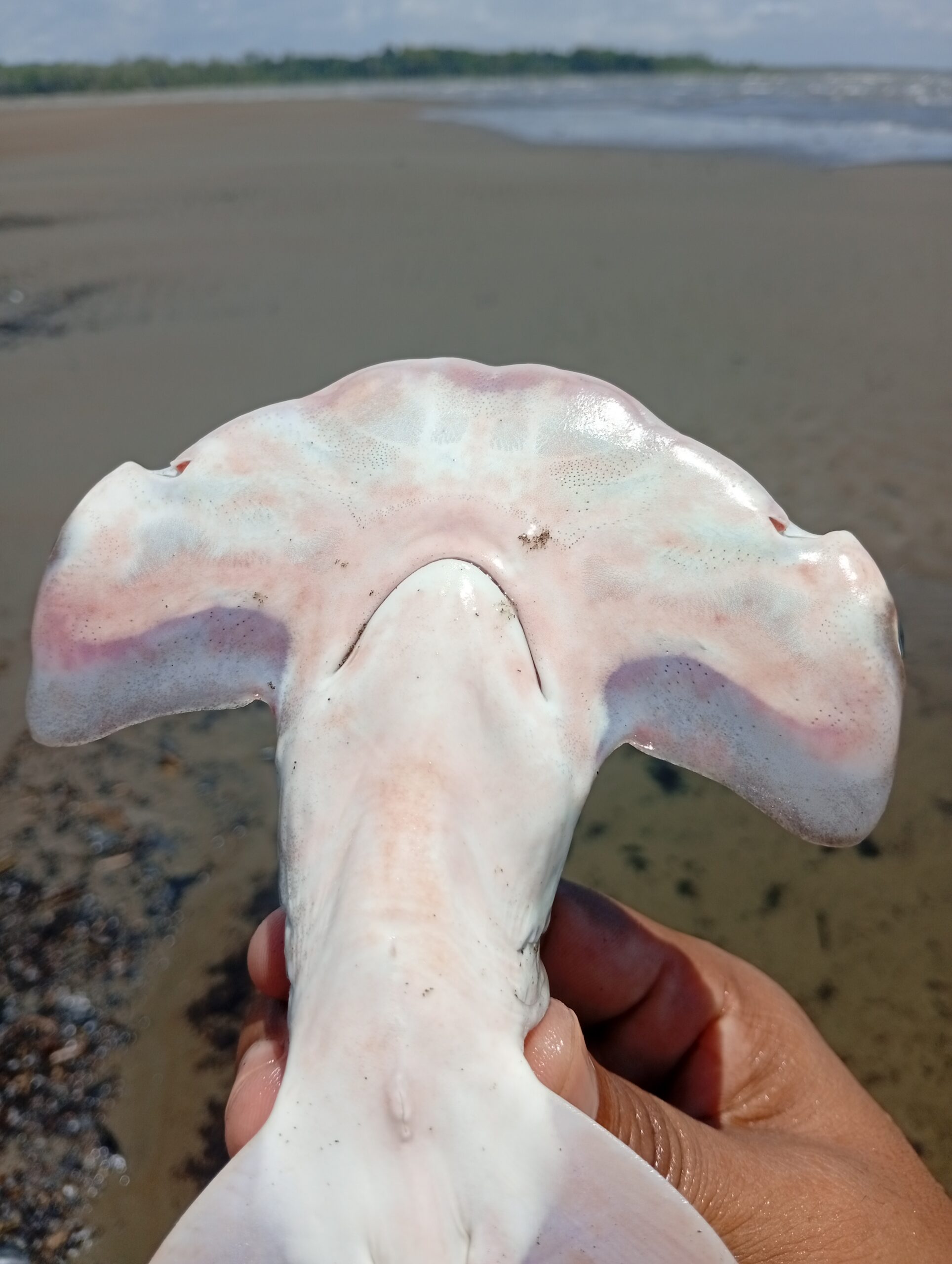 IMG_20260321_125844-scaled El guardián que no llegó a crecer: la historia de un tiburón martillo en el Pacífico colombiano