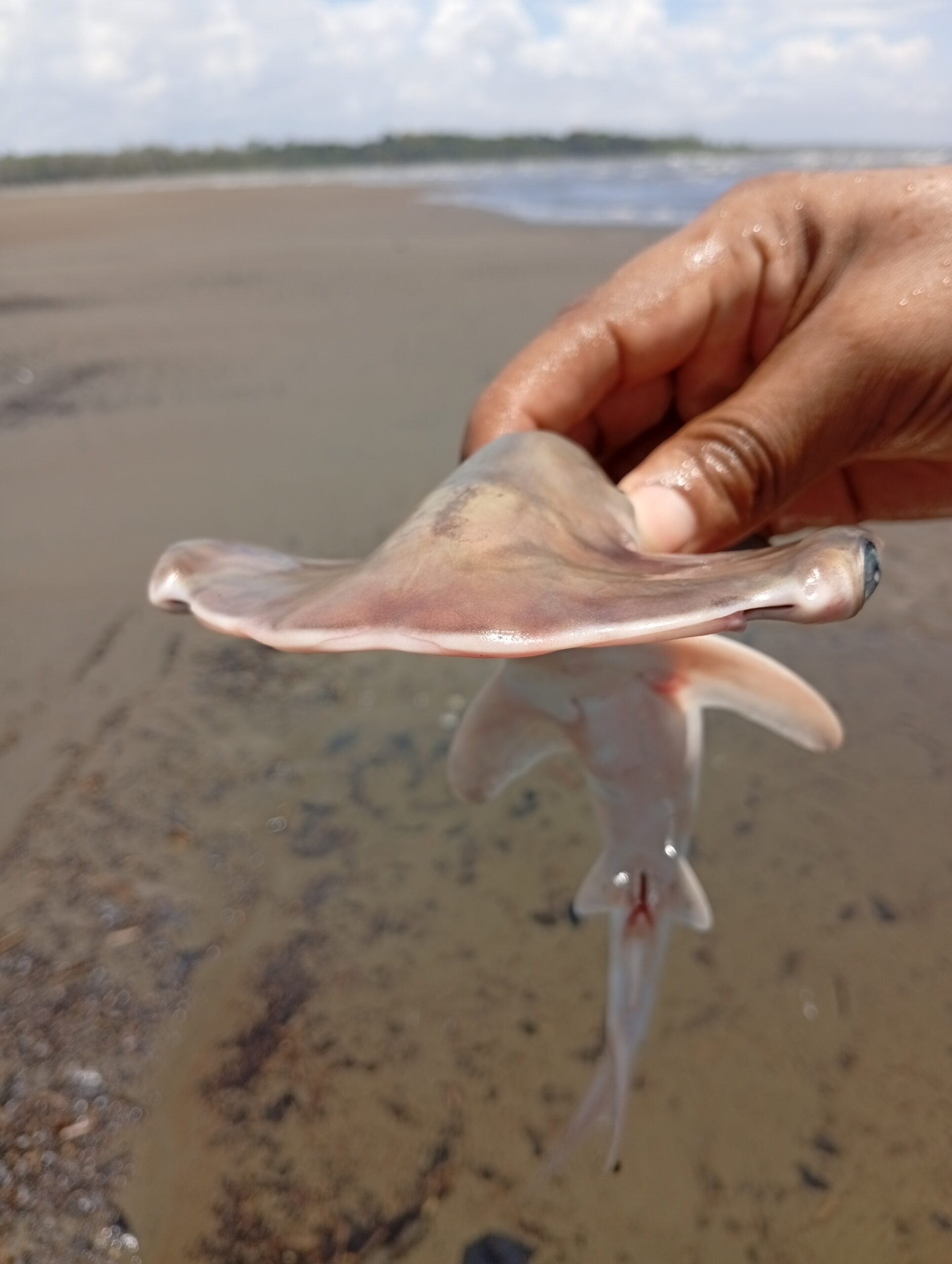 IMG_20260321_125849-scaled El guardián que no llegó a crecer: la historia de un tiburón martillo en el Pacífico colombiano