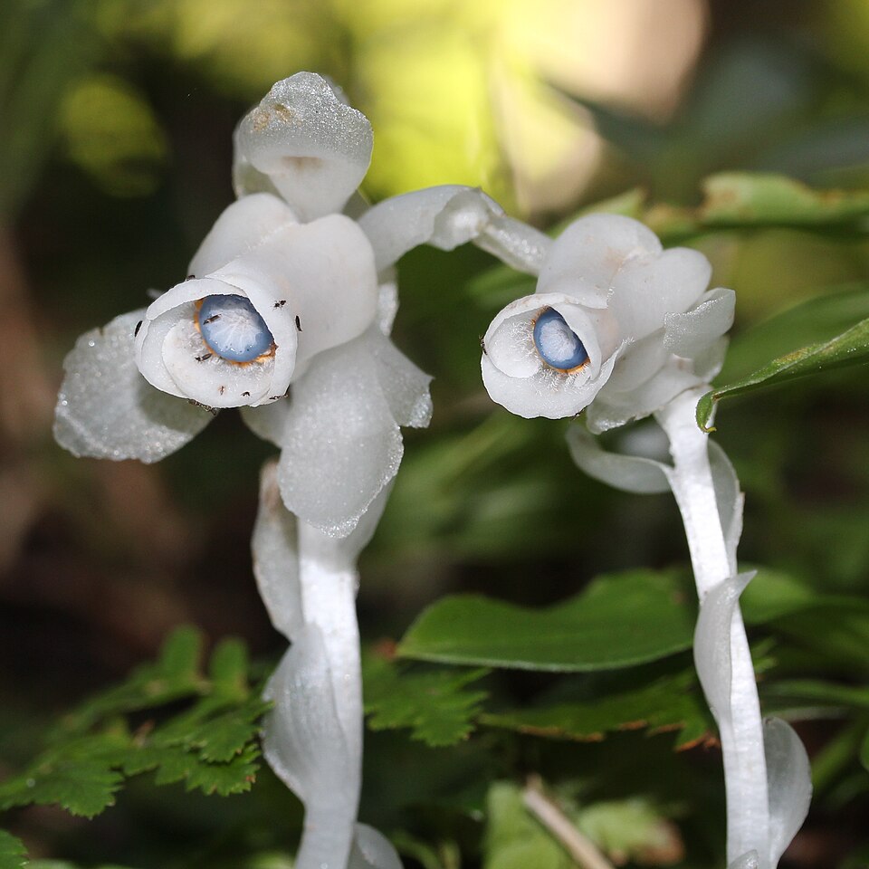 Monotropastrum_humile_Mount_Cho La vida en la penumbra: plantas que evolucionaron para vivir sin el Sol