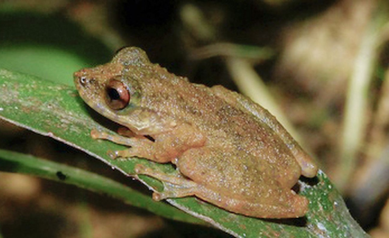 Ololygon_paracatu-novataxa_2026-CARVALHO_VALENCIA-ZULETA__BRANDAO 21 nuevas especies revelan que la Tierra aún guarda mundos desconocidos