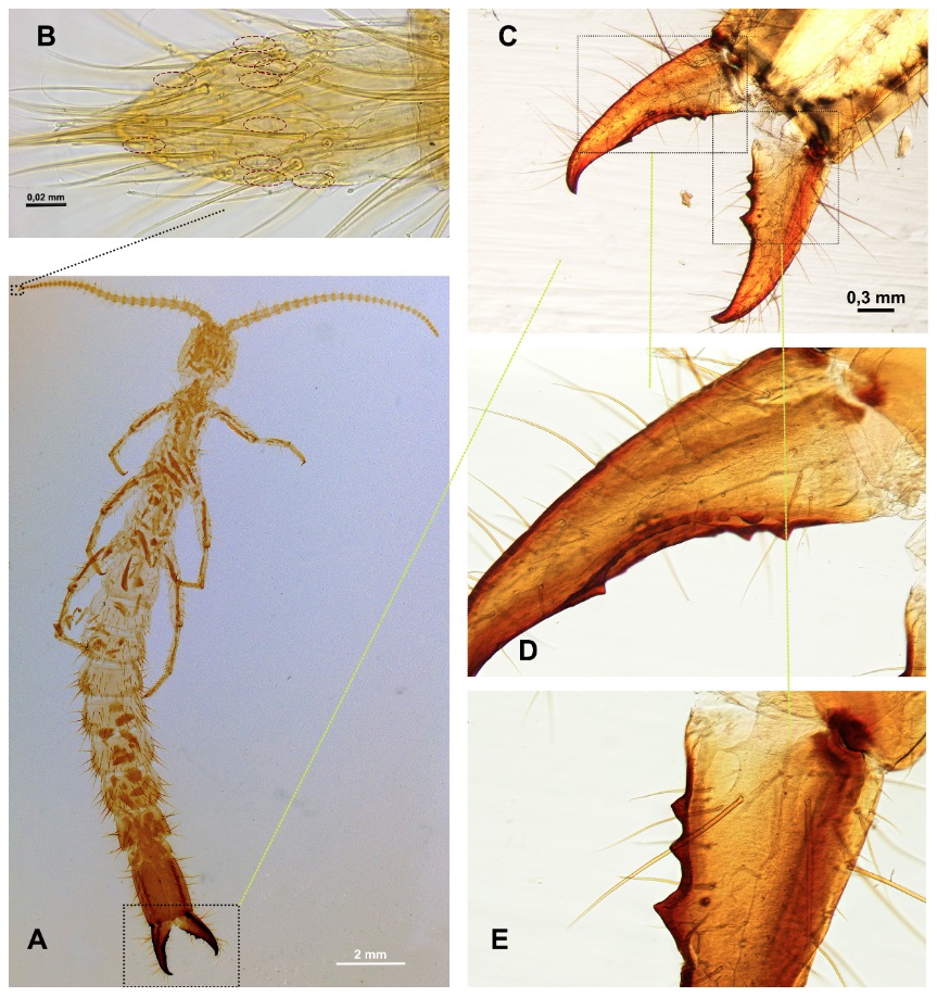 Quapawjapyx_osages-novataxa_2026-SENDRA 21 nuevas especies revelan que la Tierra aún guarda mundos desconocidos