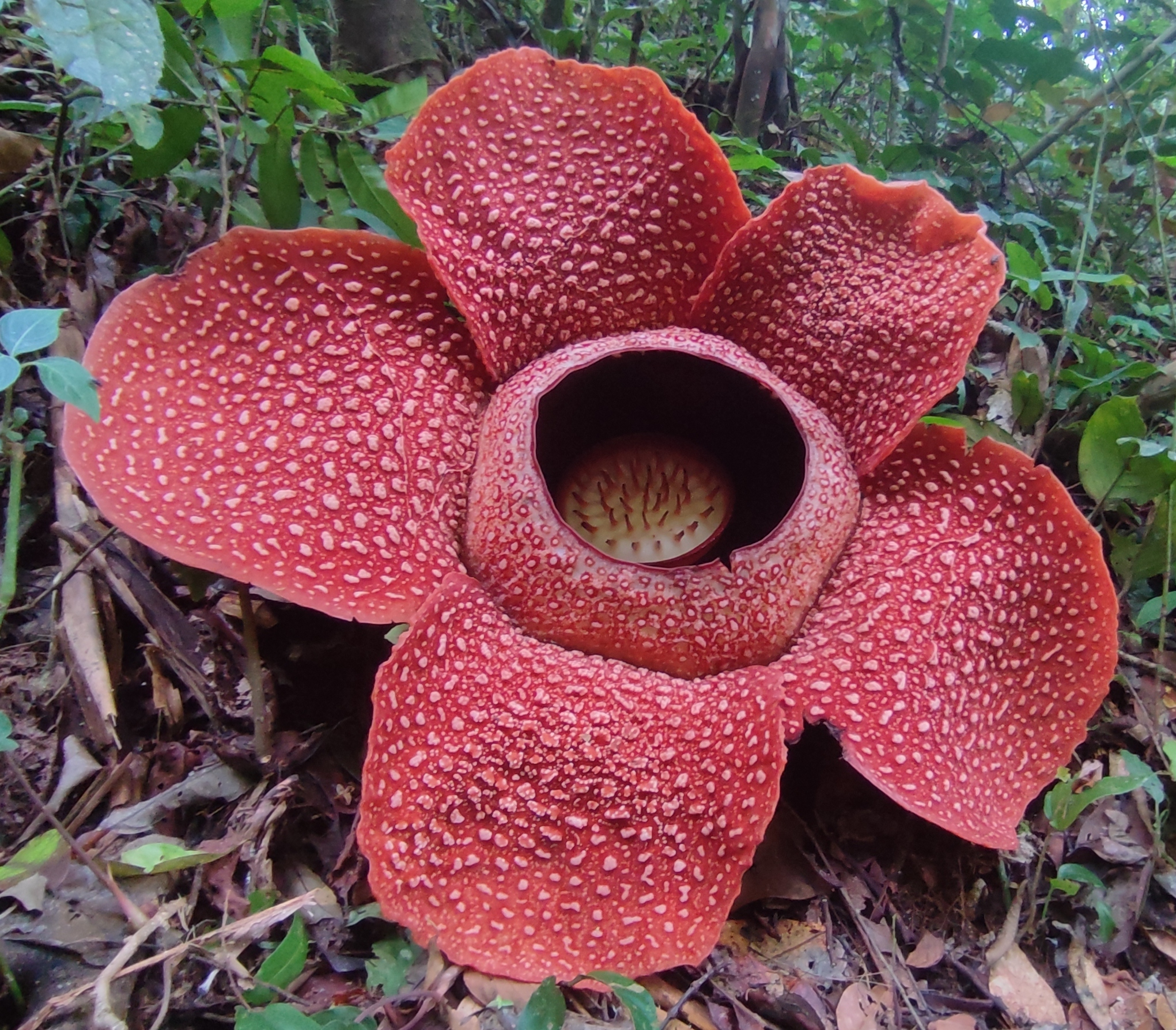 Rafflesia_arnoldii_Bunga_Nasional_Indonesia_01_cropped La vida en la penumbra: plantas que evolucionaron para vivir sin el Sol