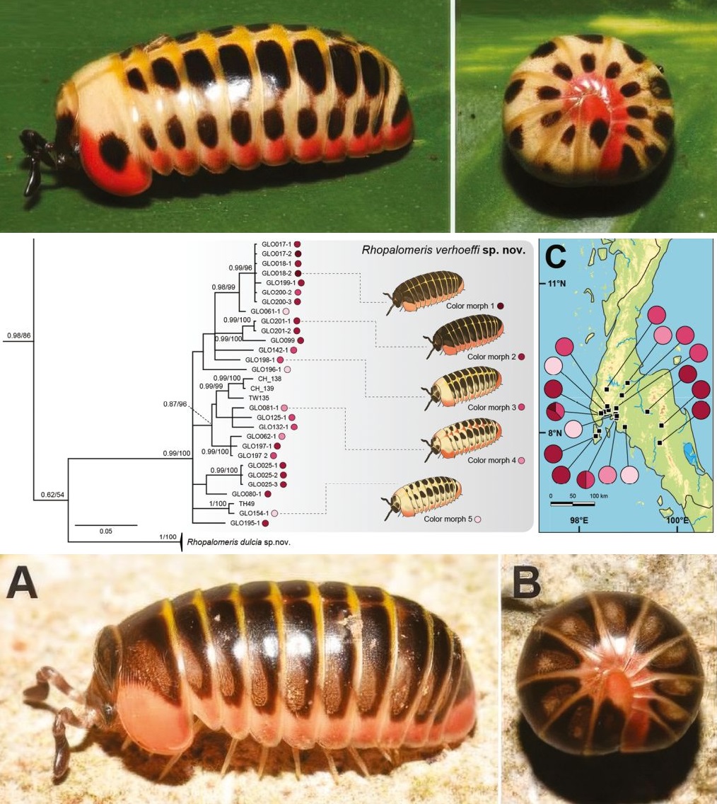 Rhopalomeris_dulcia_R_muka_R_verhoeffi-novataxa_2026-Sapparojpattana_Likhitrakarn 21 nuevas especies revelan que la Tierra aún guarda mundos desconocidos