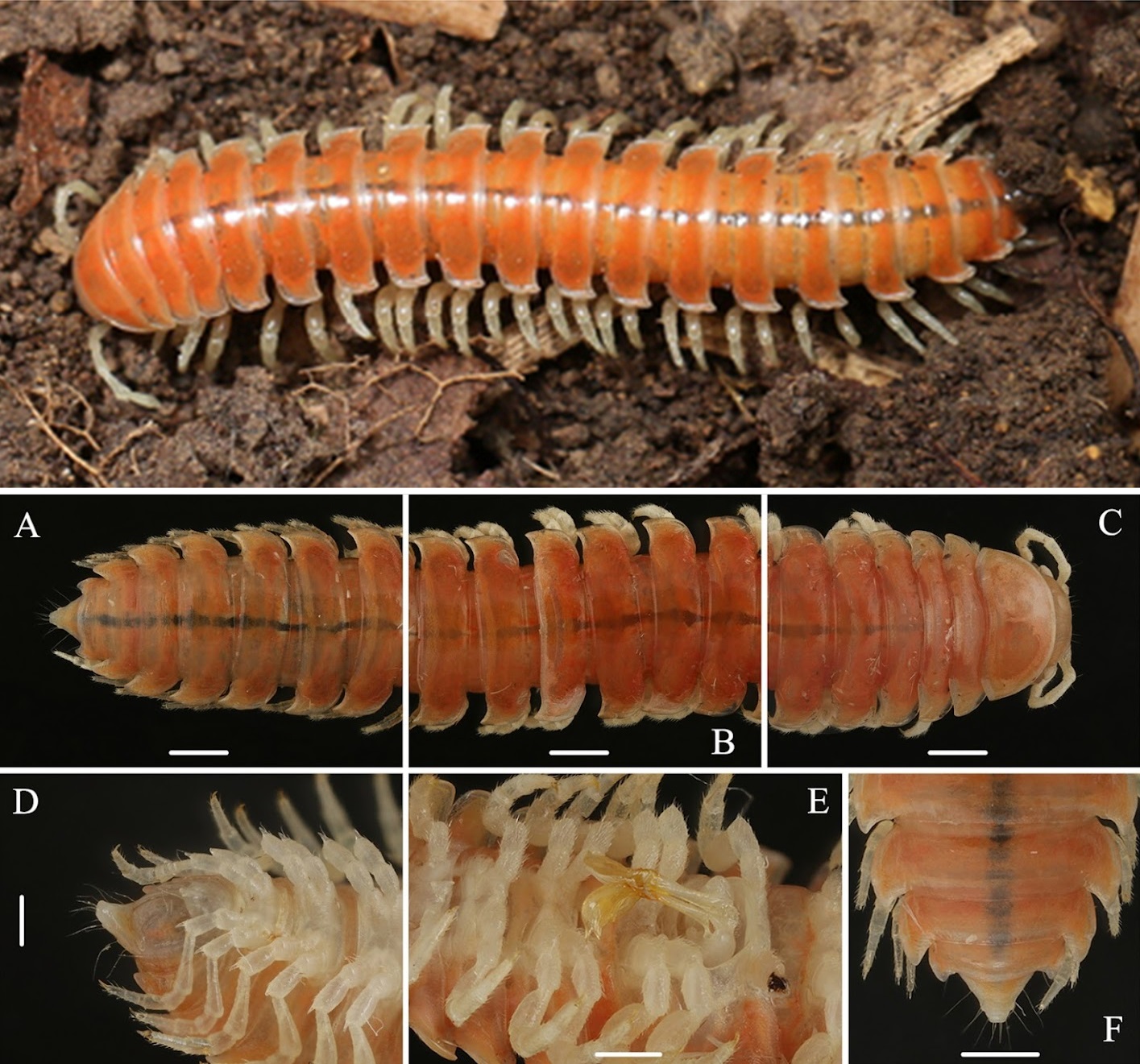 Riukiaria_langyaensis-novataxa_2026-Han_Wang_ 21 nuevas especies revelan que la Tierra aún guarda mundos desconocidos