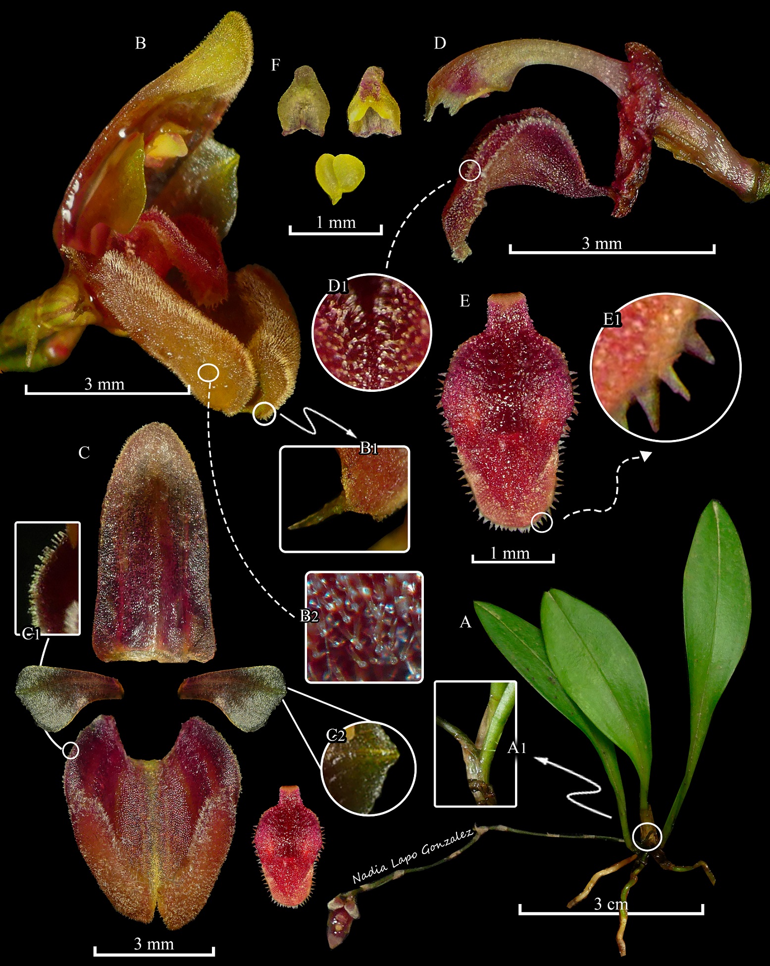 Scaphosepalum_lesterlapoi-novataxa_2026-Lapo-Gonzalez_Jimenez 19 nuevas especies que reescriben el mapa oculto de la vida en la Tierra