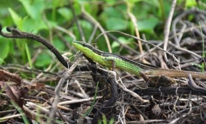 Takydromus_ultapaniensis-novataxa_2026-CHETTRI_MOTHEY_DEEPAK__ 21 nuevas especies revelan que la Tierra aún guarda mundos desconocidos