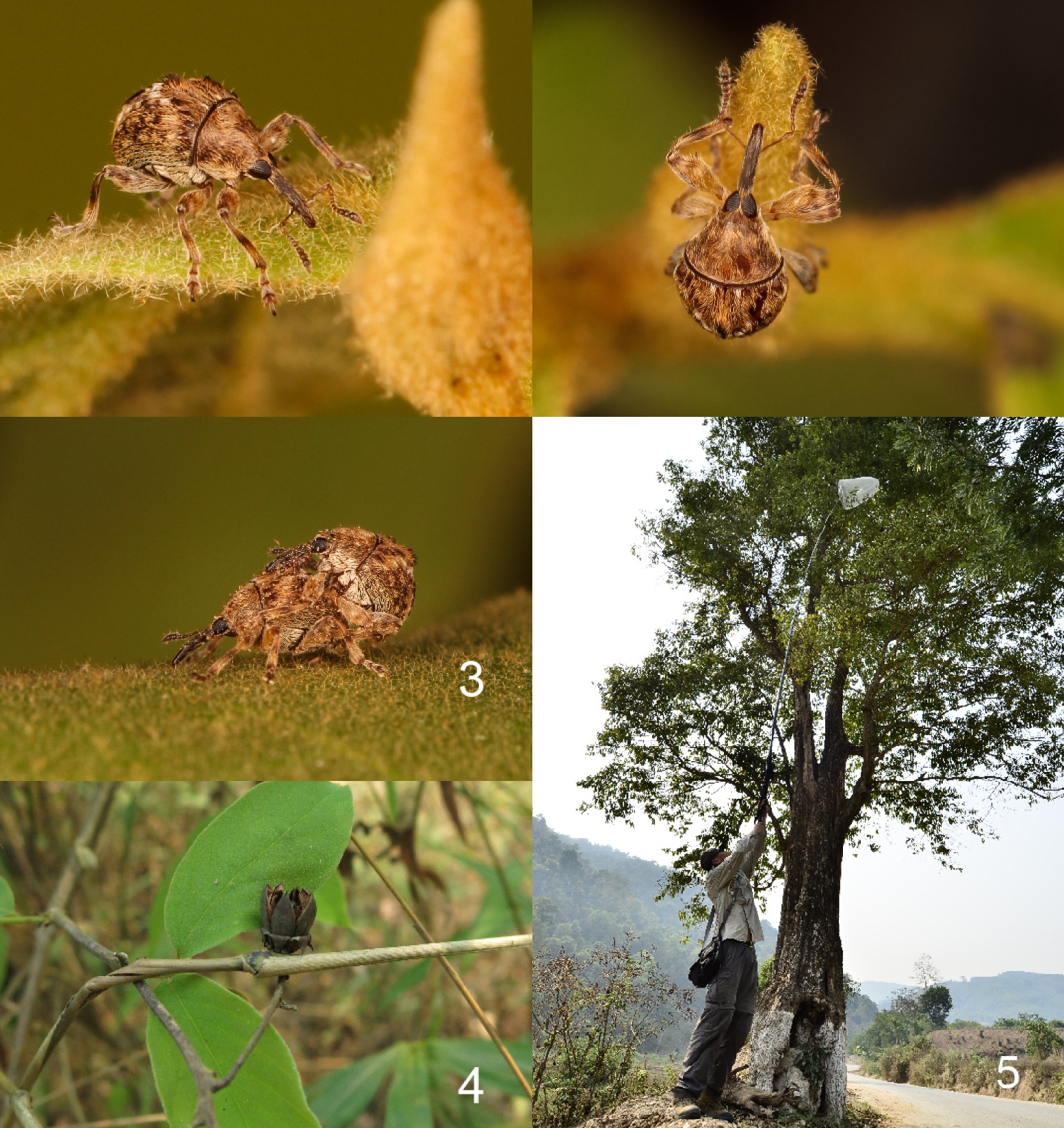 Zhangius_rhymbon-novataxa_2026-Wang_Alonso-Zarazaga 19 nuevas especies que reescriben el mapa oculto de la vida en la Tierra