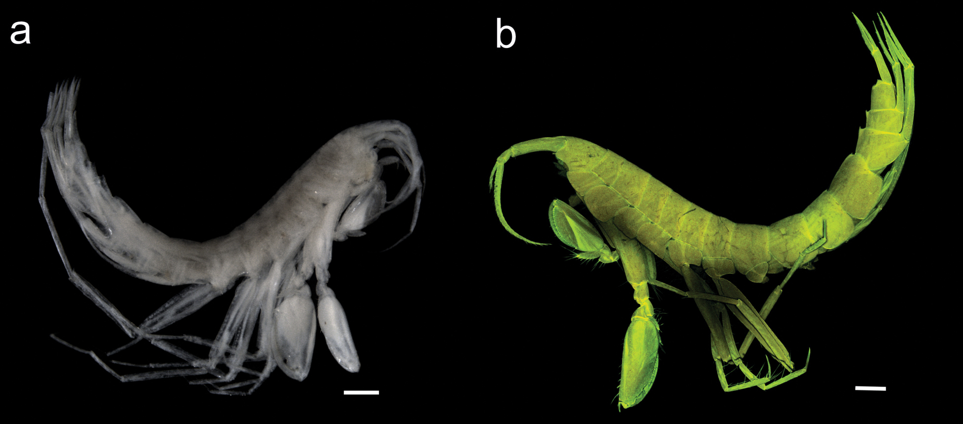 oo_1567872 Abismos desconocidos: 14 nuevas especies revelan los secretos ocultos del Pacífico profundo