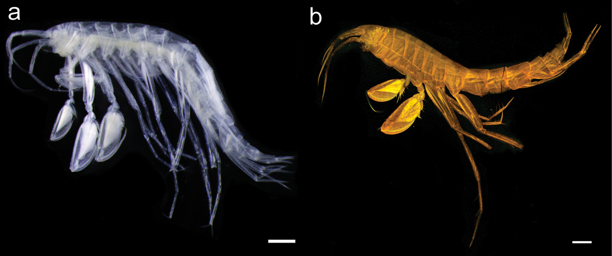 oo_1567878 Abismos desconocidos: 14 nuevas especies revelan los secretos ocultos del Pacífico profundo