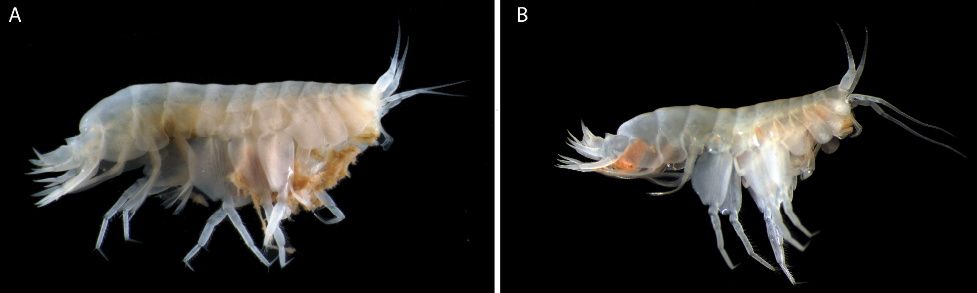 oo_1567977 Abismos desconocidos: 14 nuevas especies revelan los secretos ocultos del Pacífico profundo