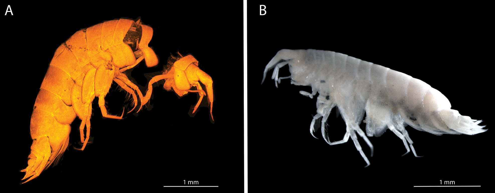 oo_1567982 Abismos desconocidos: 14 nuevas especies revelan los secretos ocultos del Pacífico profundo