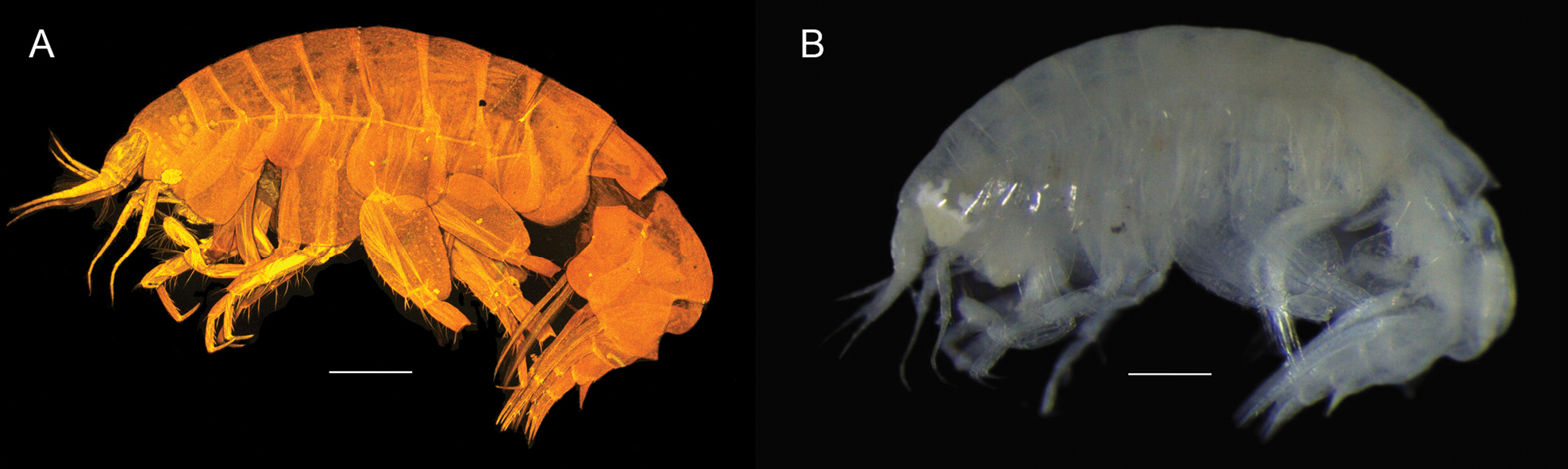 oo_1568148 Abismos desconocidos: 14 nuevas especies revelan los secretos ocultos del Pacífico profundo