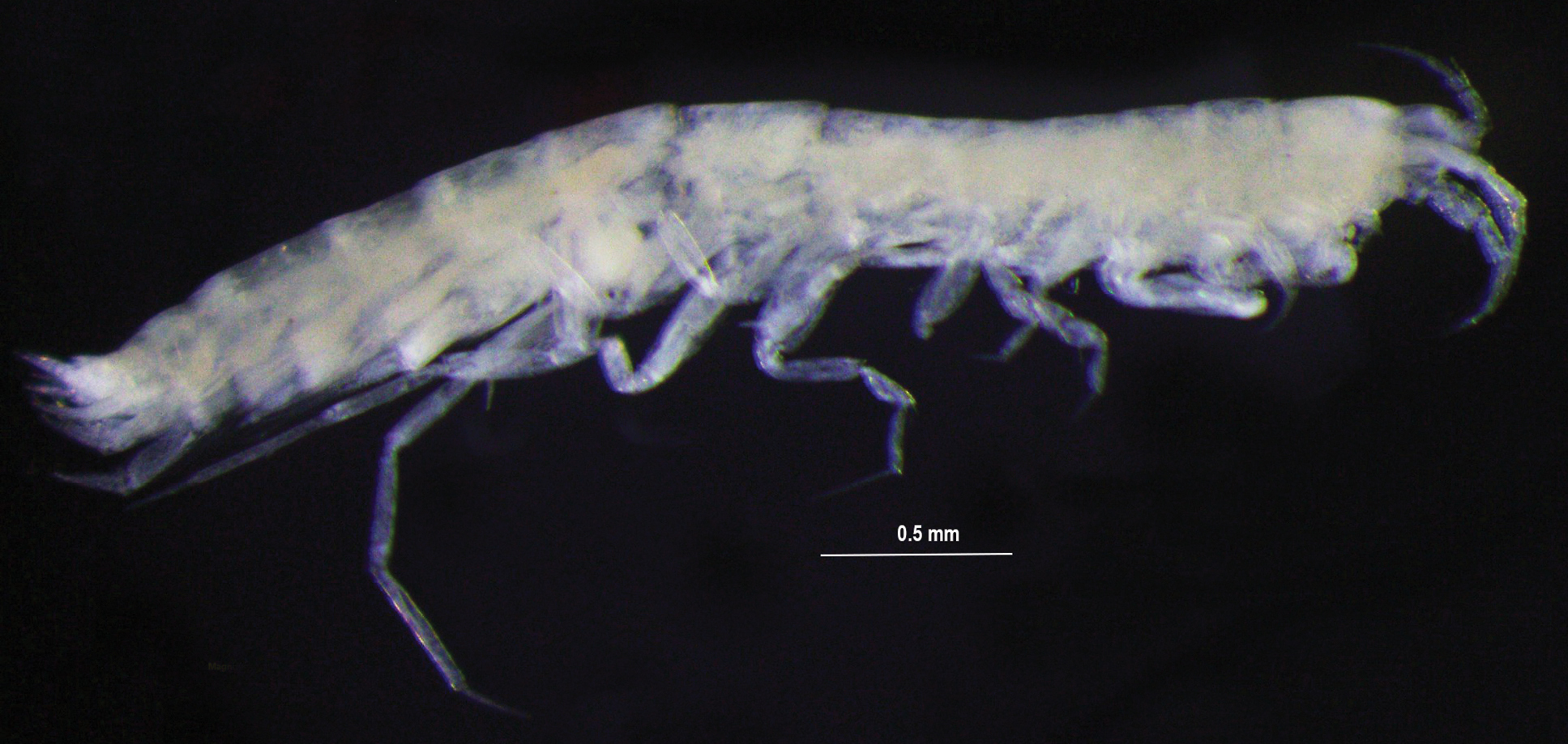 oo_1568309 Abismos desconocidos: 14 nuevas especies revelan los secretos ocultos del Pacífico profundo