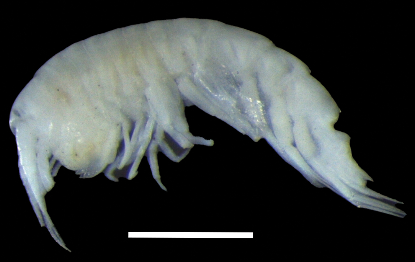 oo_1568315 Abismos desconocidos: 14 nuevas especies revelan los secretos ocultos del Pacífico profundo