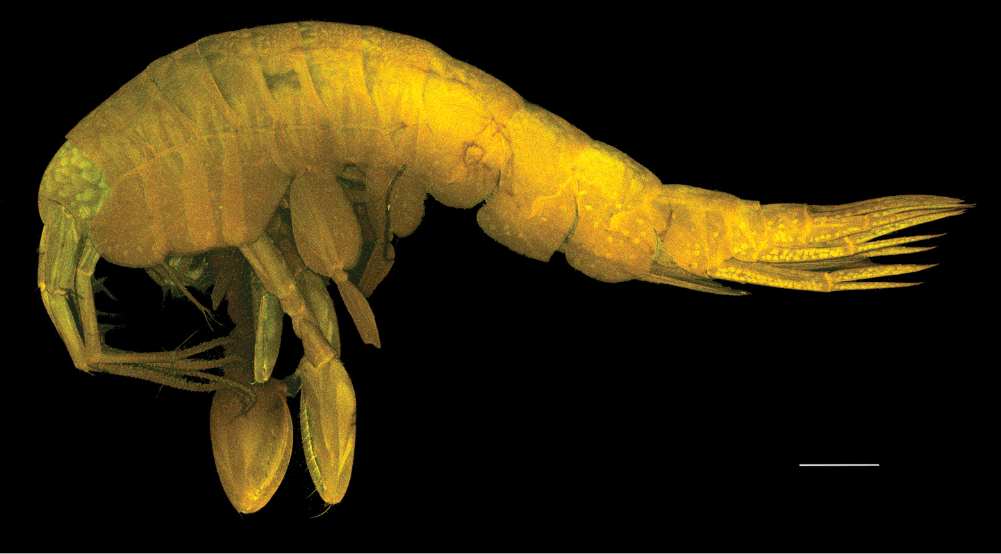 oo_1568333 Abismos desconocidos: 14 nuevas especies revelan los secretos ocultos del Pacífico profundo