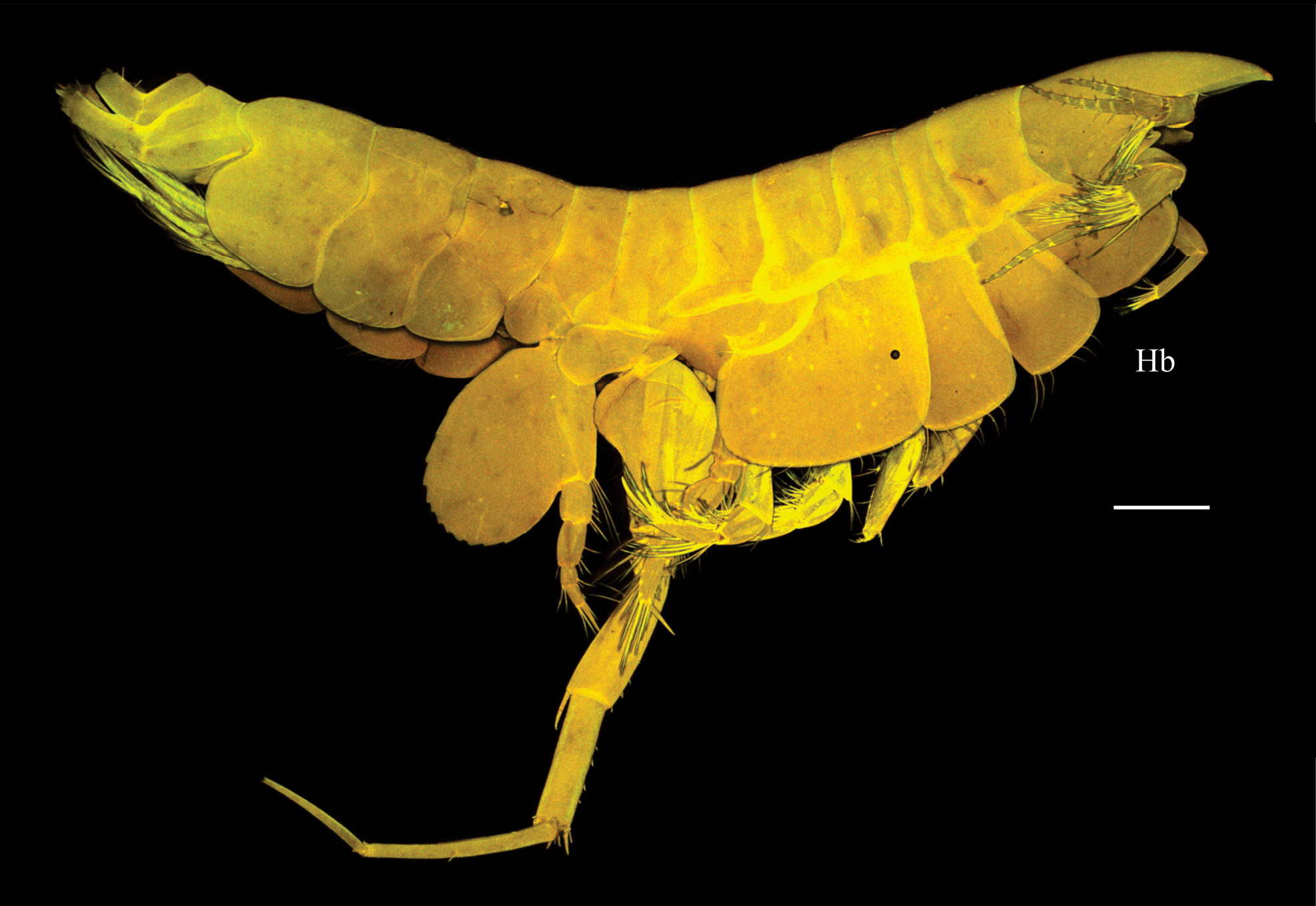 oo_1568696 Abismos desconocidos: 14 nuevas especies revelan los secretos ocultos del Pacífico profundo