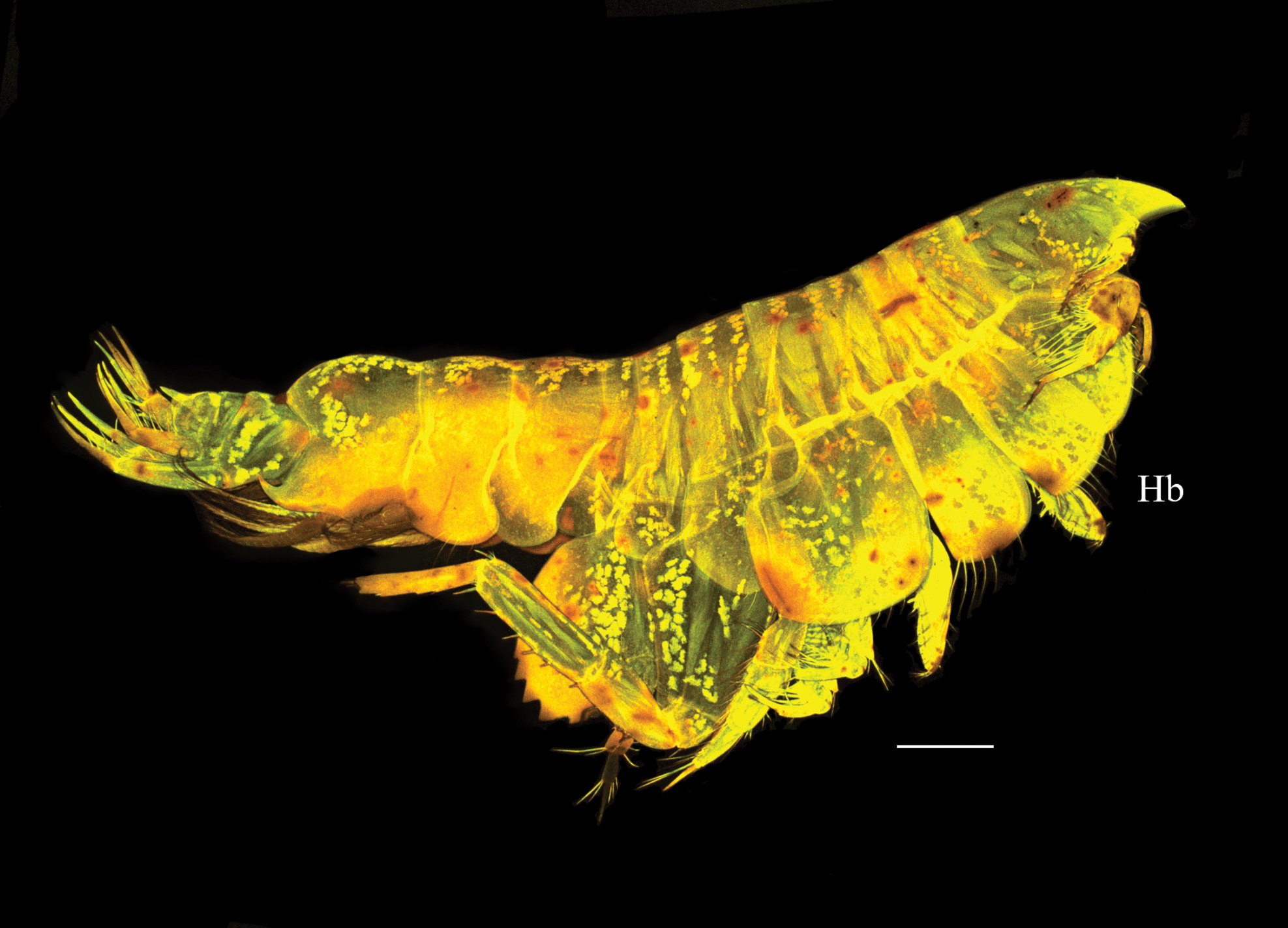oo_1568700 Abismos desconocidos: 14 nuevas especies revelan los secretos ocultos del Pacífico profundo